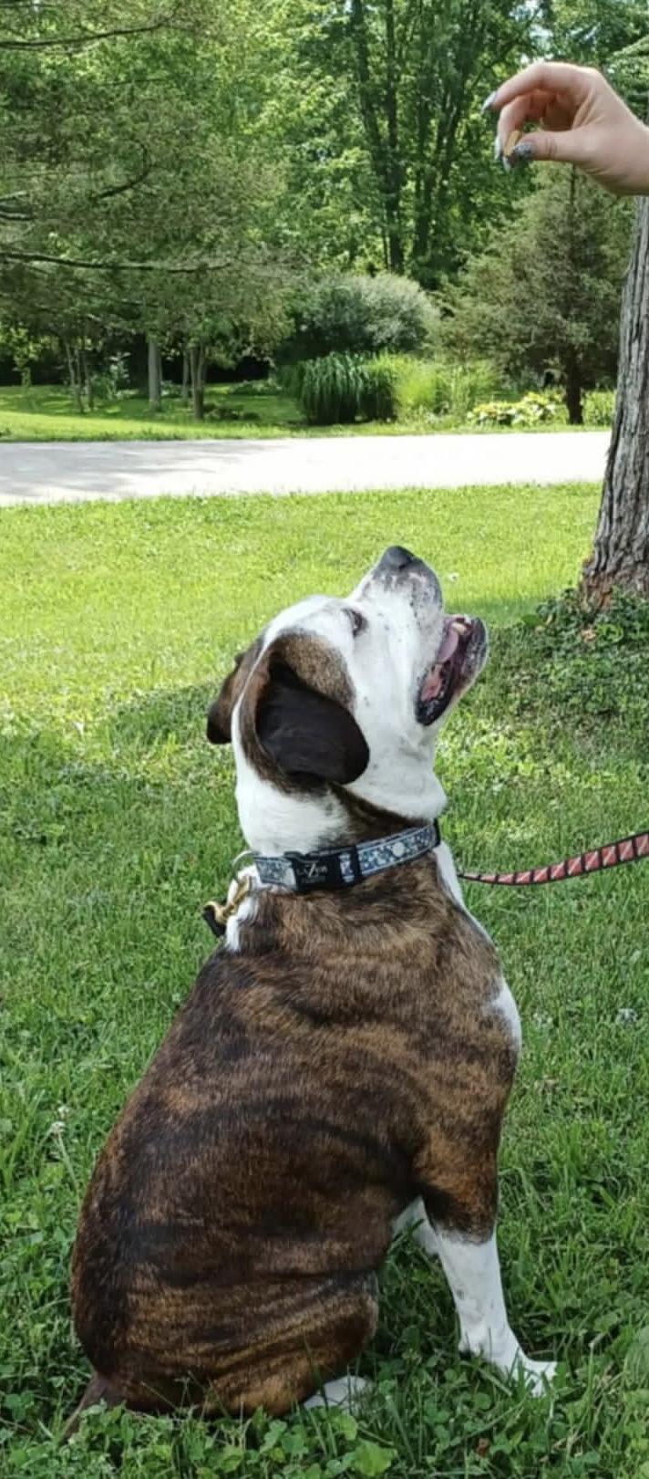 Amos, Adoptable, Adult Male Pit Bull Terrier.
