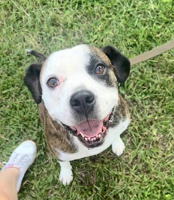 Enlarge Amos, a Adoptable Pit Bull Terrier in Germantown, OH image 2/3