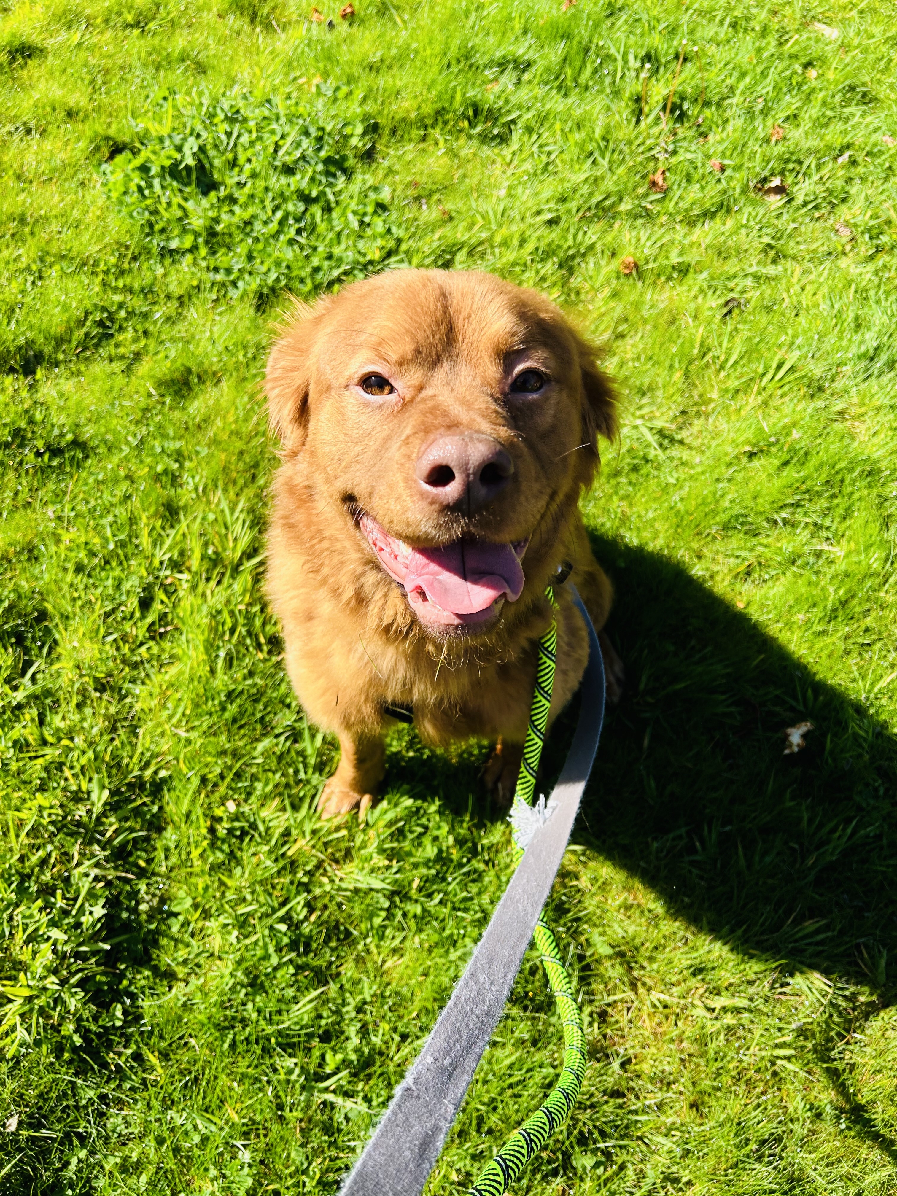 Binks, a Adoptable mixed breed in lynnwood , WA image 5/6