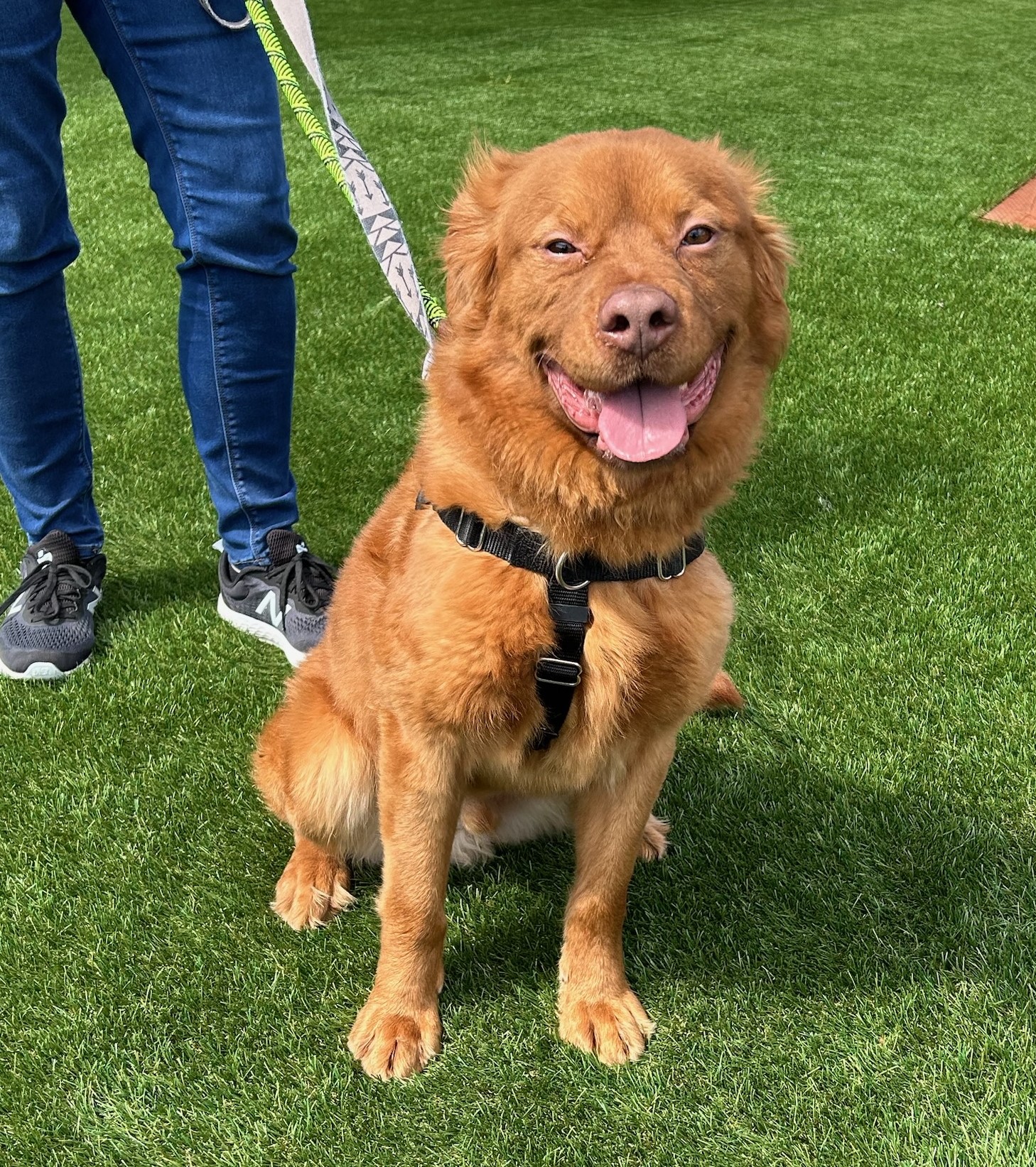 Binks, a Adoptable mixed breed in lynnwood , WA image 1/6