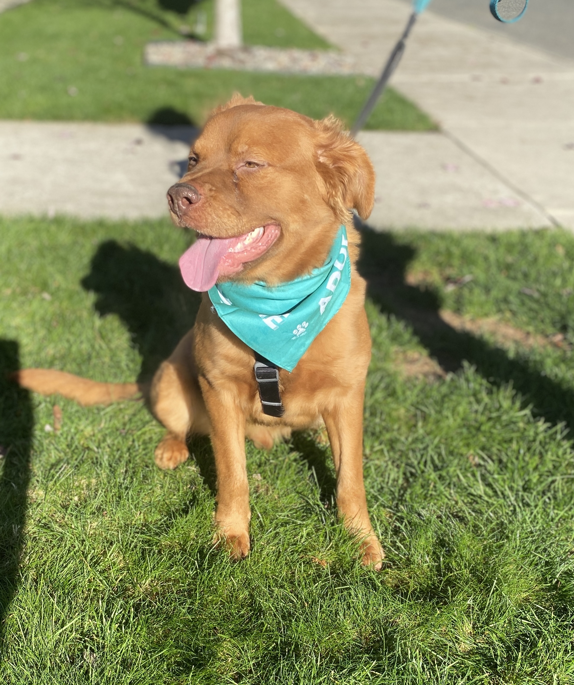 Binks, a Adoptable mixed breed in lynnwood , WA image 6/6