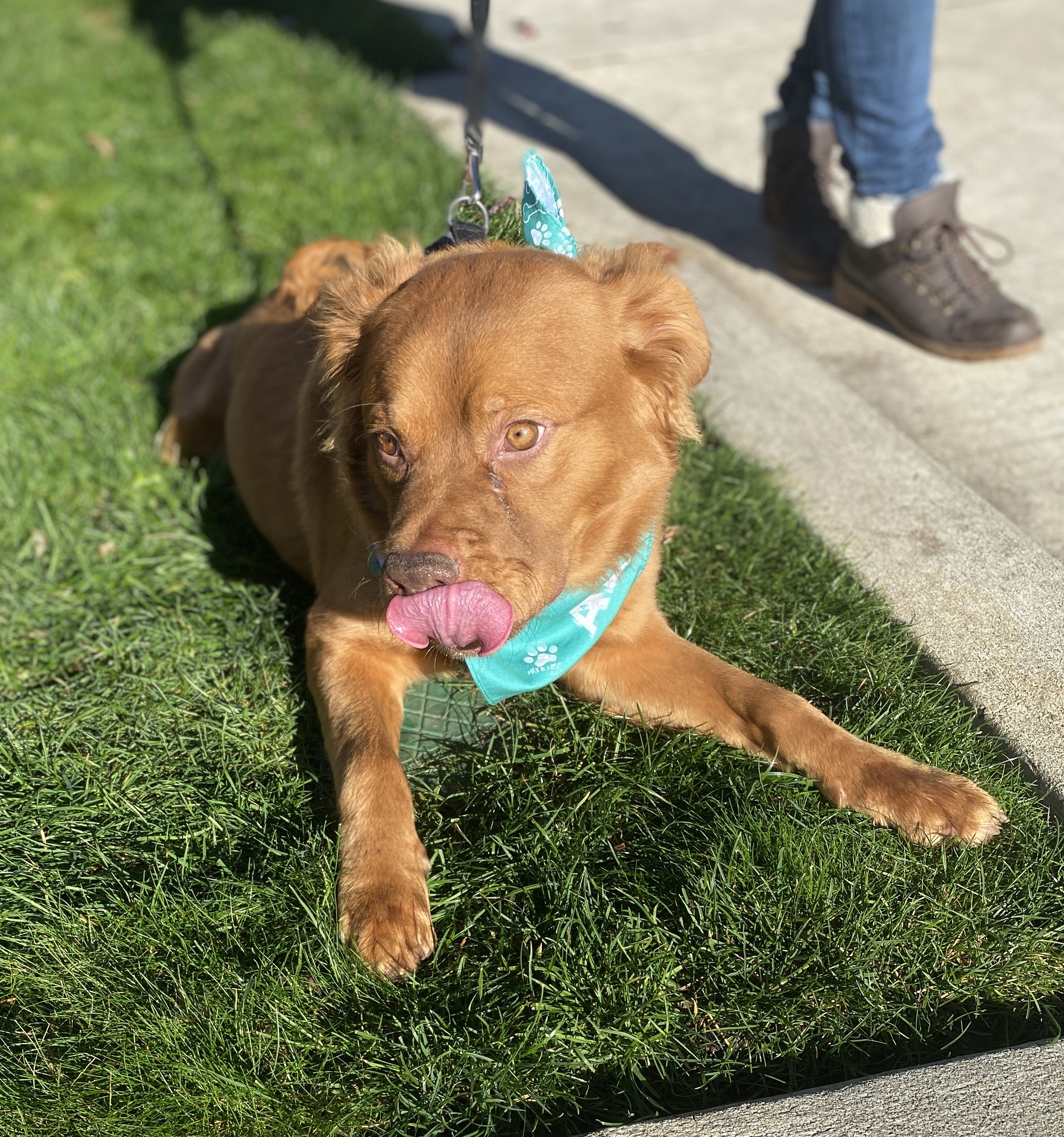 Binks, a Adoptable mixed breed in lynnwood , WA image 3/6