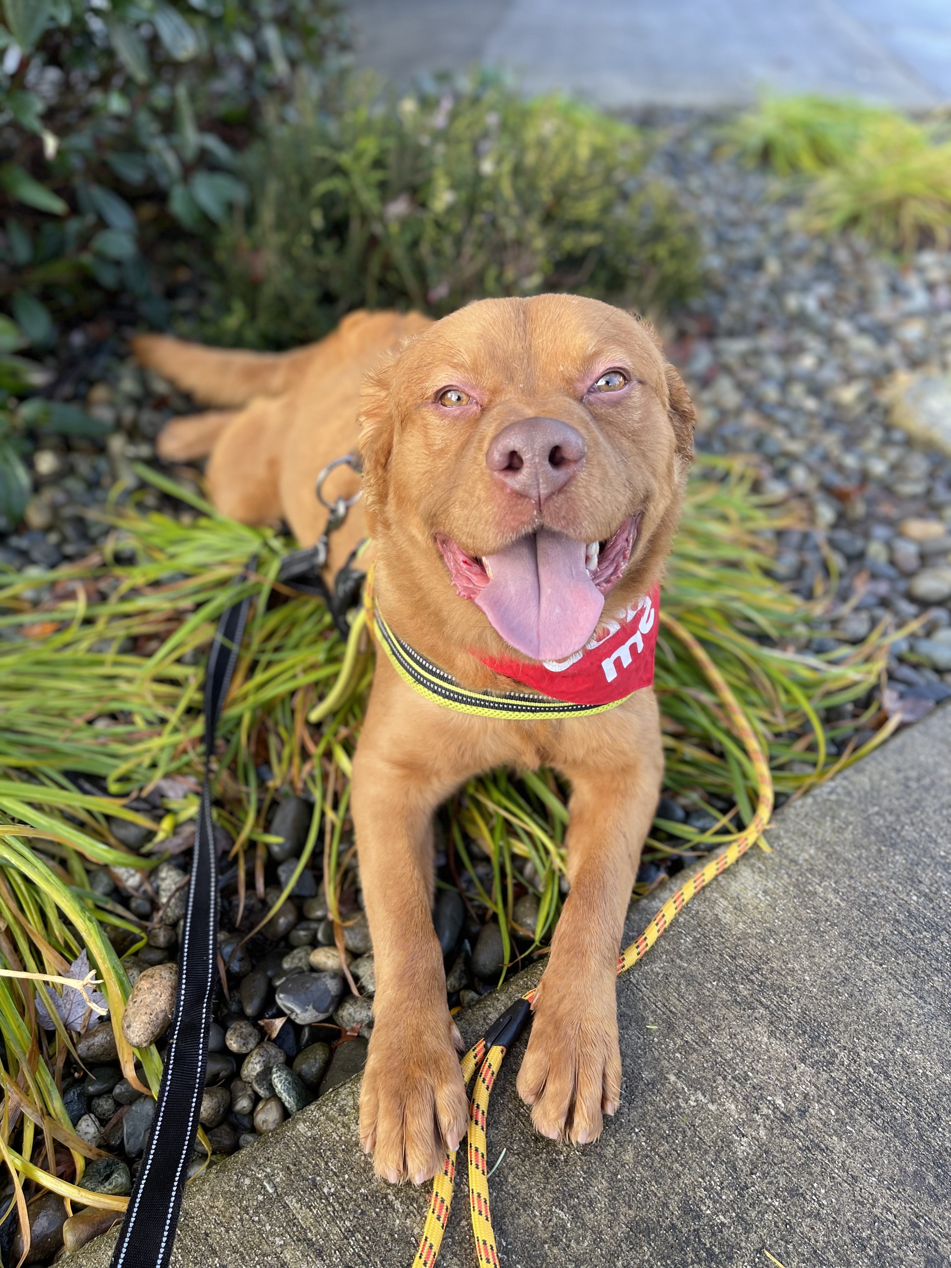Binks, a Adoptable mixed breed in lynnwood , WA image 4/6
