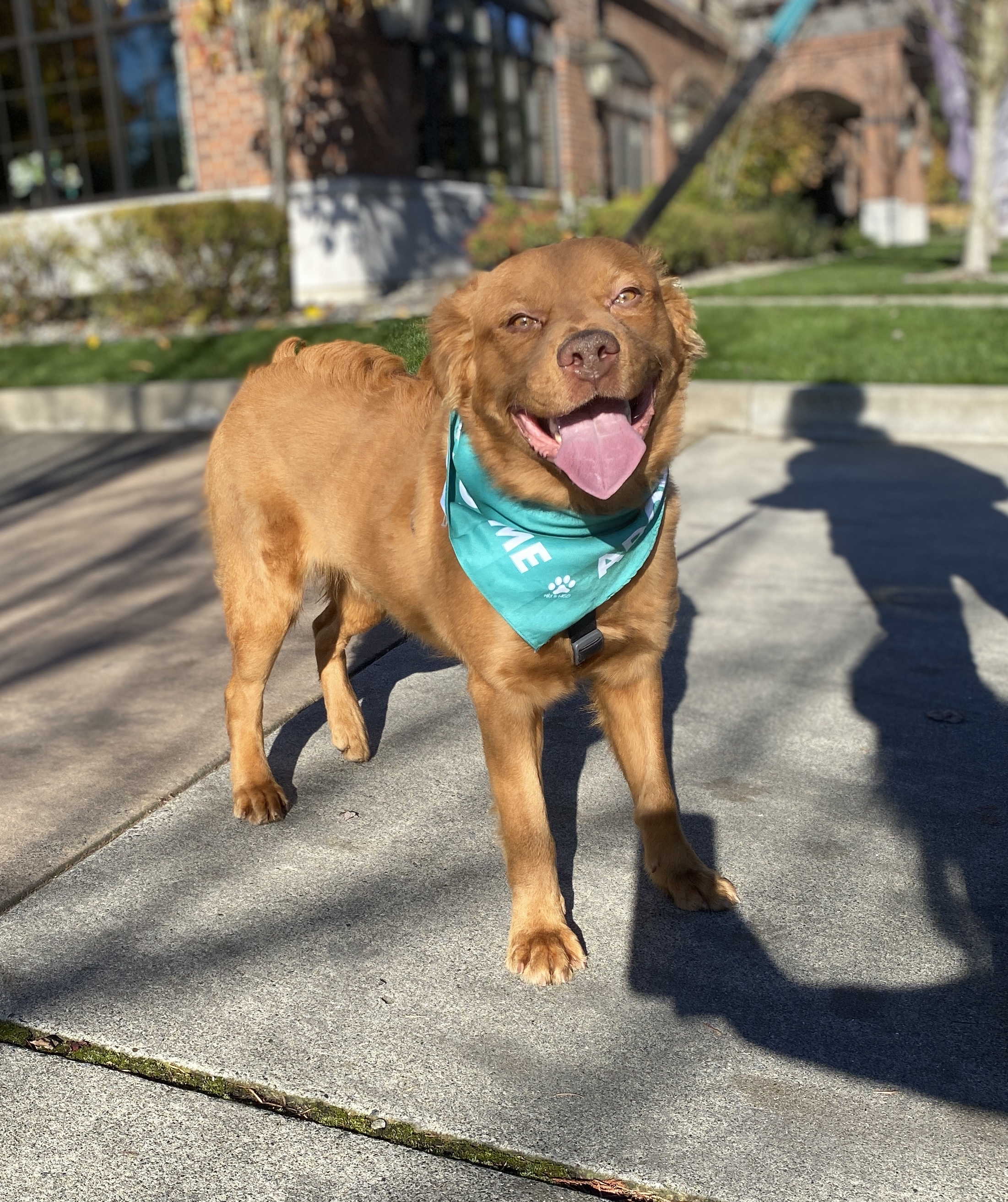 Binks, a Adoptable mixed breed in lynnwood , WA image 2/6