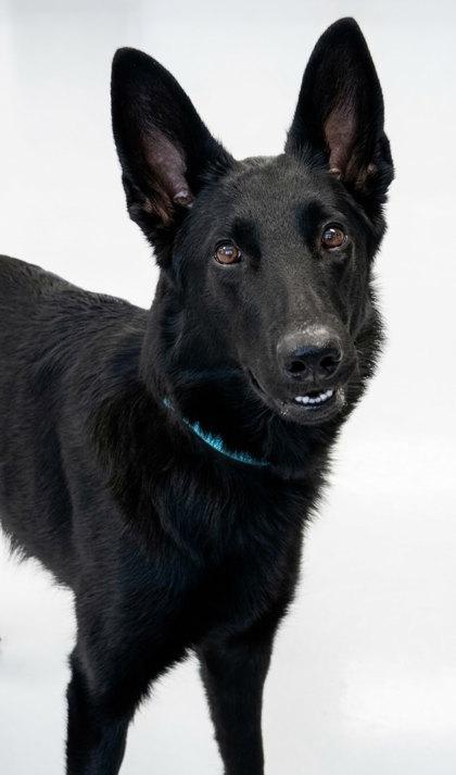Enlarge Daisy, a Adoptable mixed breed in Gwinn, MI image 1/1