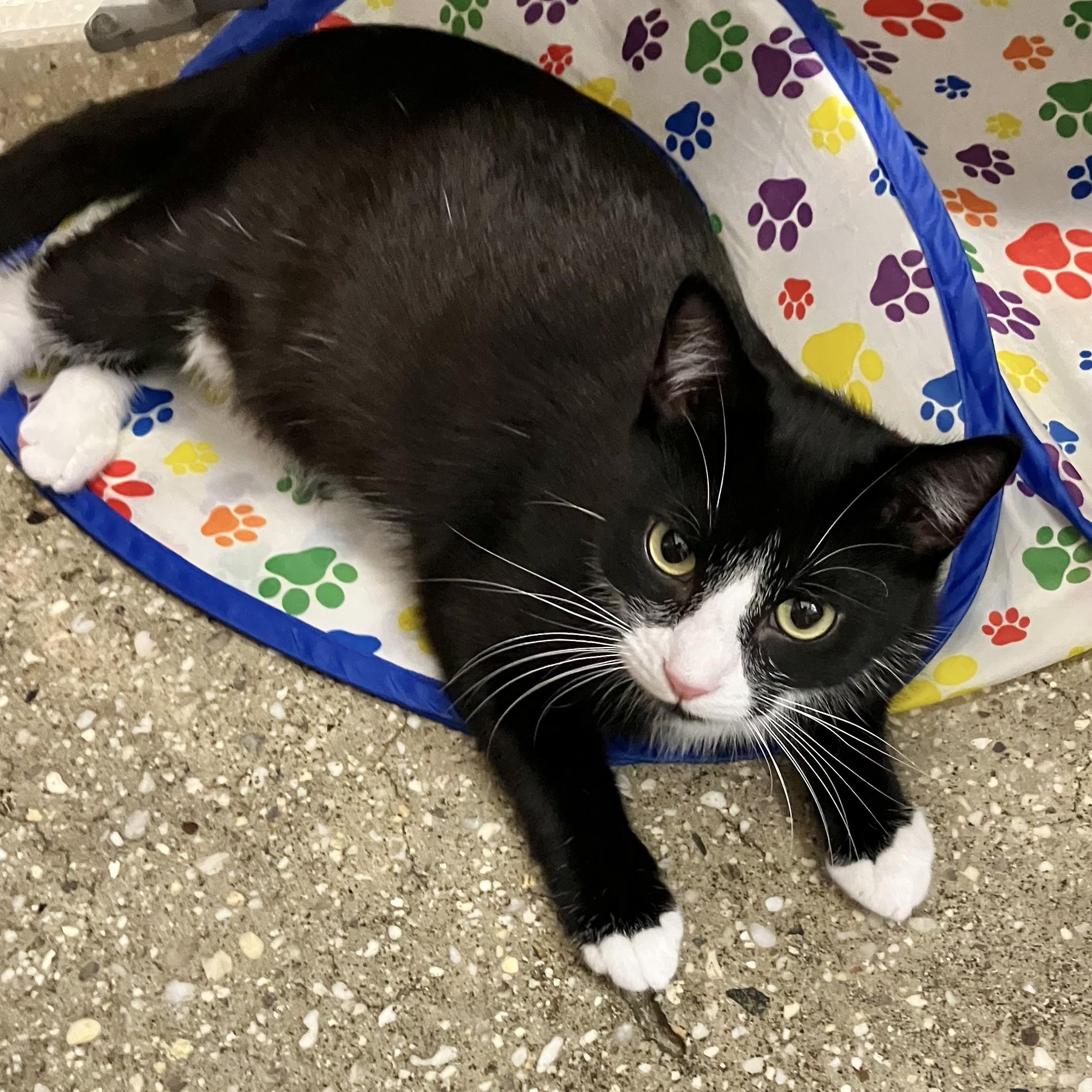 Rose, Adoptable, Young Female Domestic Short Hair.