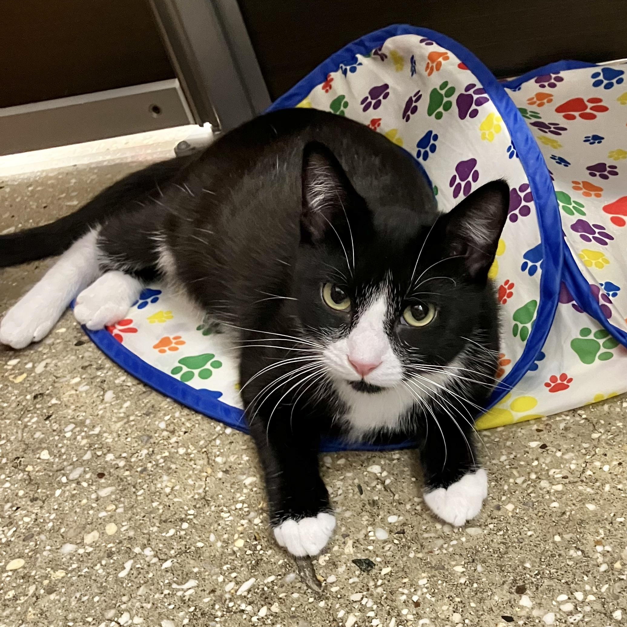 Enlarge Rose, a Adoptable Domestic Short Hair in Huntington Station, NY image 2/2