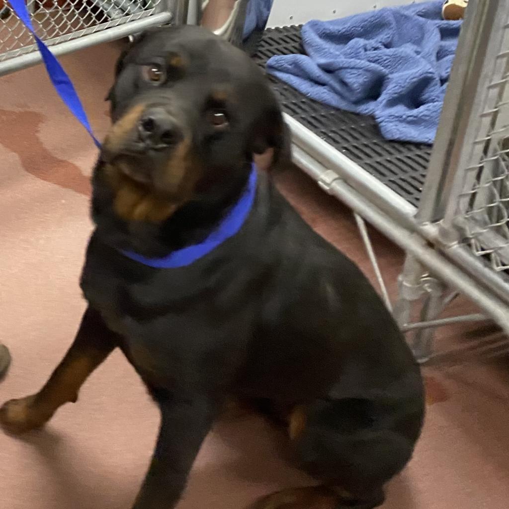 Bruno, Adoptable, Senior Male Rottweiler.