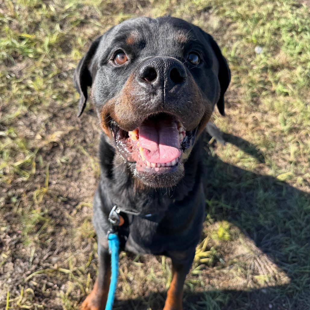 Enlarge Bruno, a Adoptable Rottweiler in Cheyenne, WY image 2/5