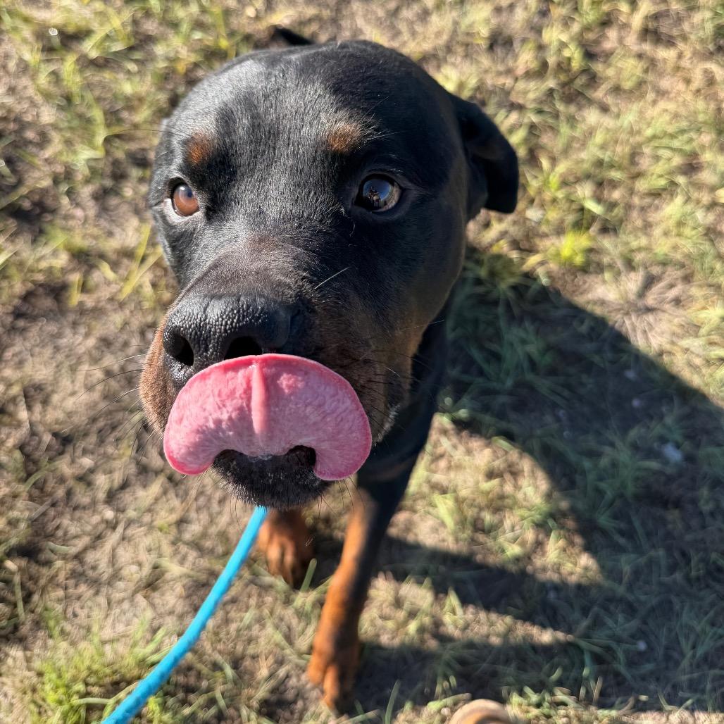 Enlarge Bruno, a Adoptable Rottweiler in Cheyenne, WY image 3/5
