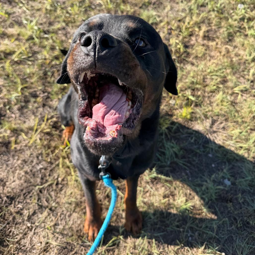 Enlarge Bruno, a Adoptable Rottweiler in Cheyenne, WY image 4/5