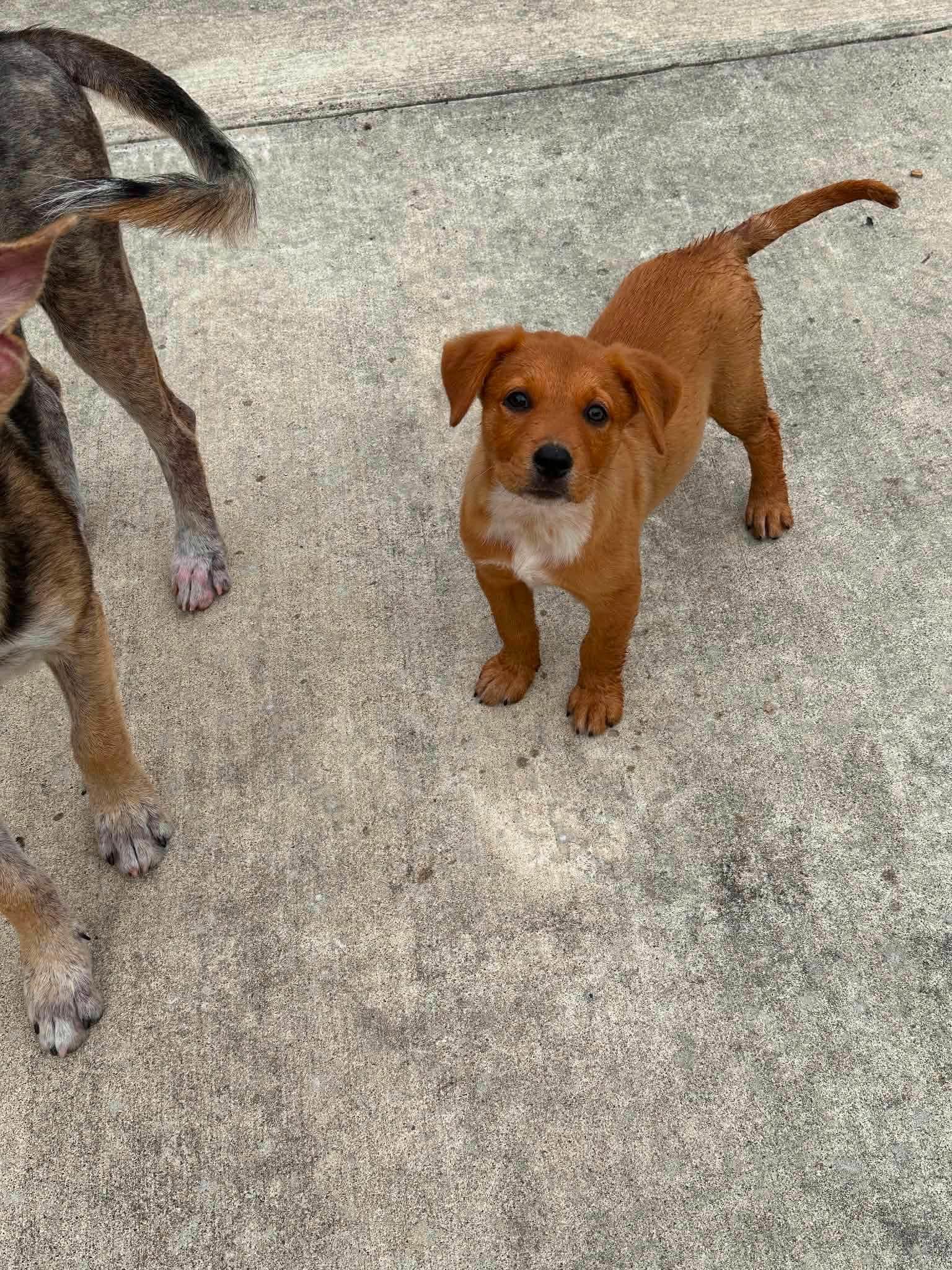 Enlarge Bruno, a Adoptable mixed breed in Woodstock, ON image 2/3