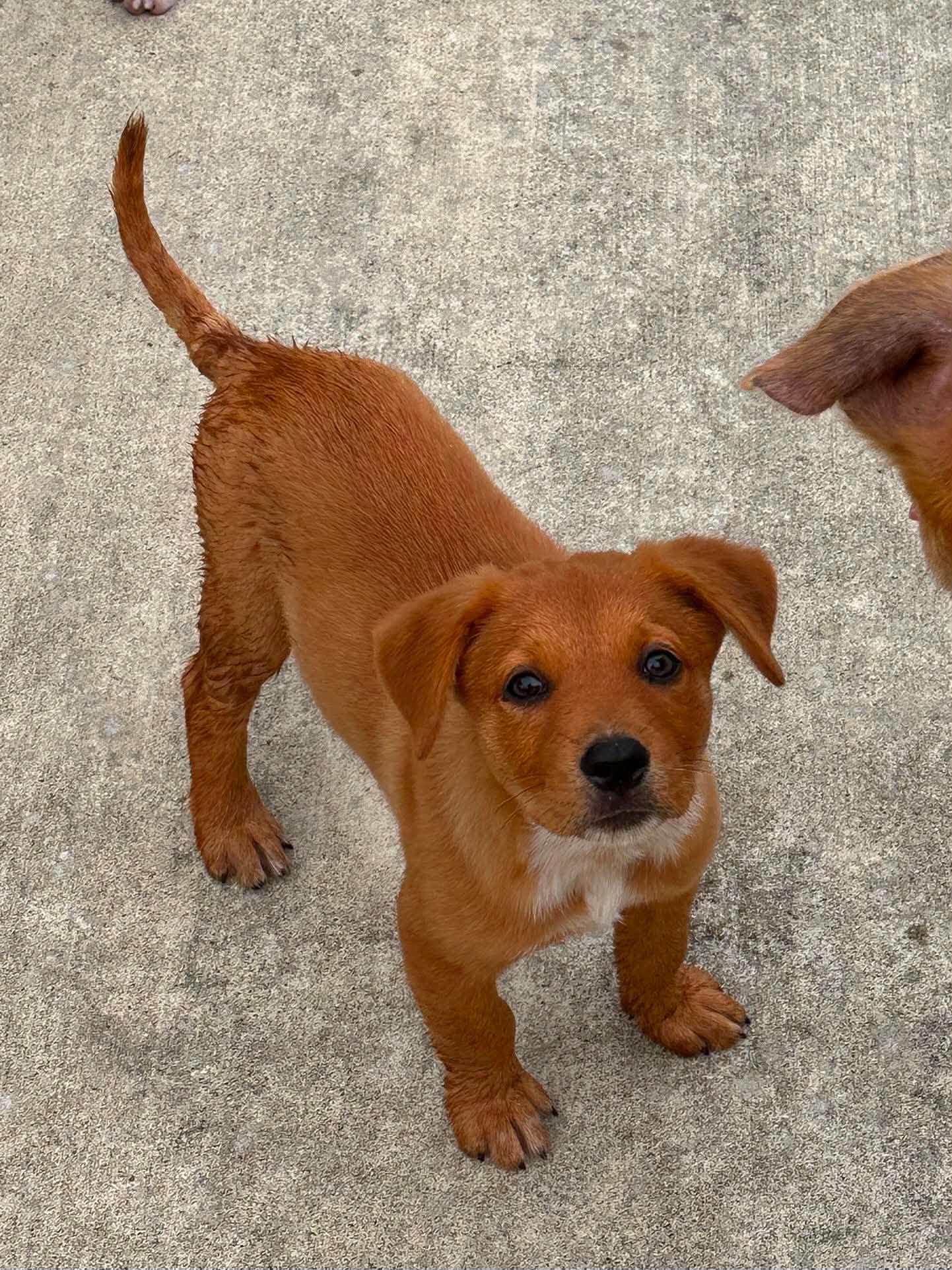 Bruno, Adoptable, Puppy Male Catahoula Leopard Dog.