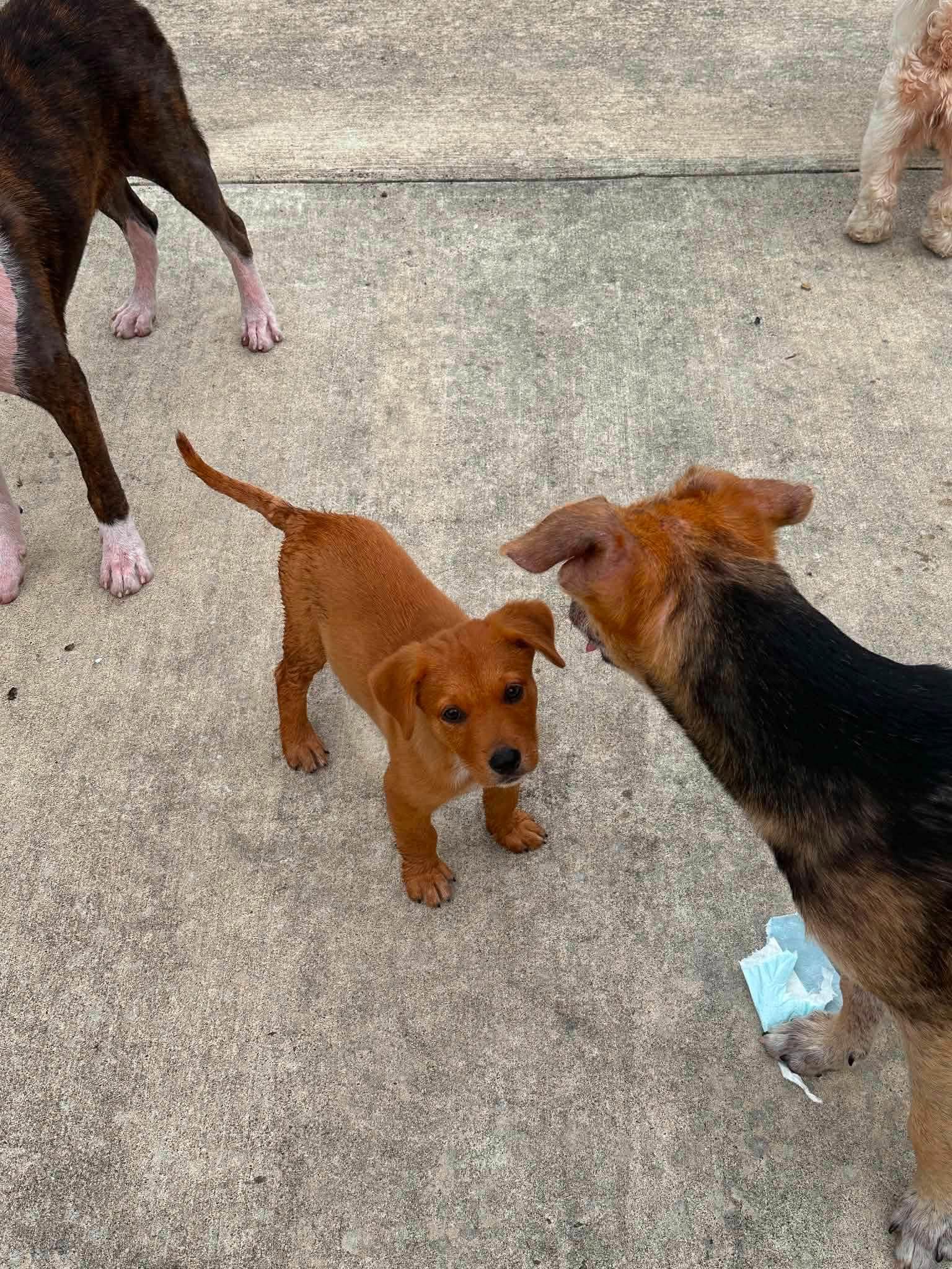 Enlarge Bruno, a Adoptable mixed breed in Woodstock, ON image 3/3