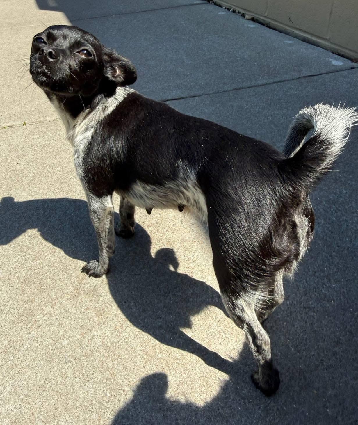 Serena, ADOPTABLE, Adult Female Chihuahua.