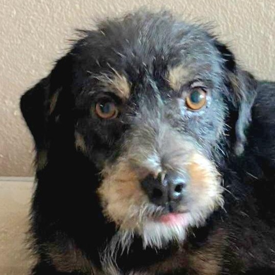 Brandy "love Is Us."