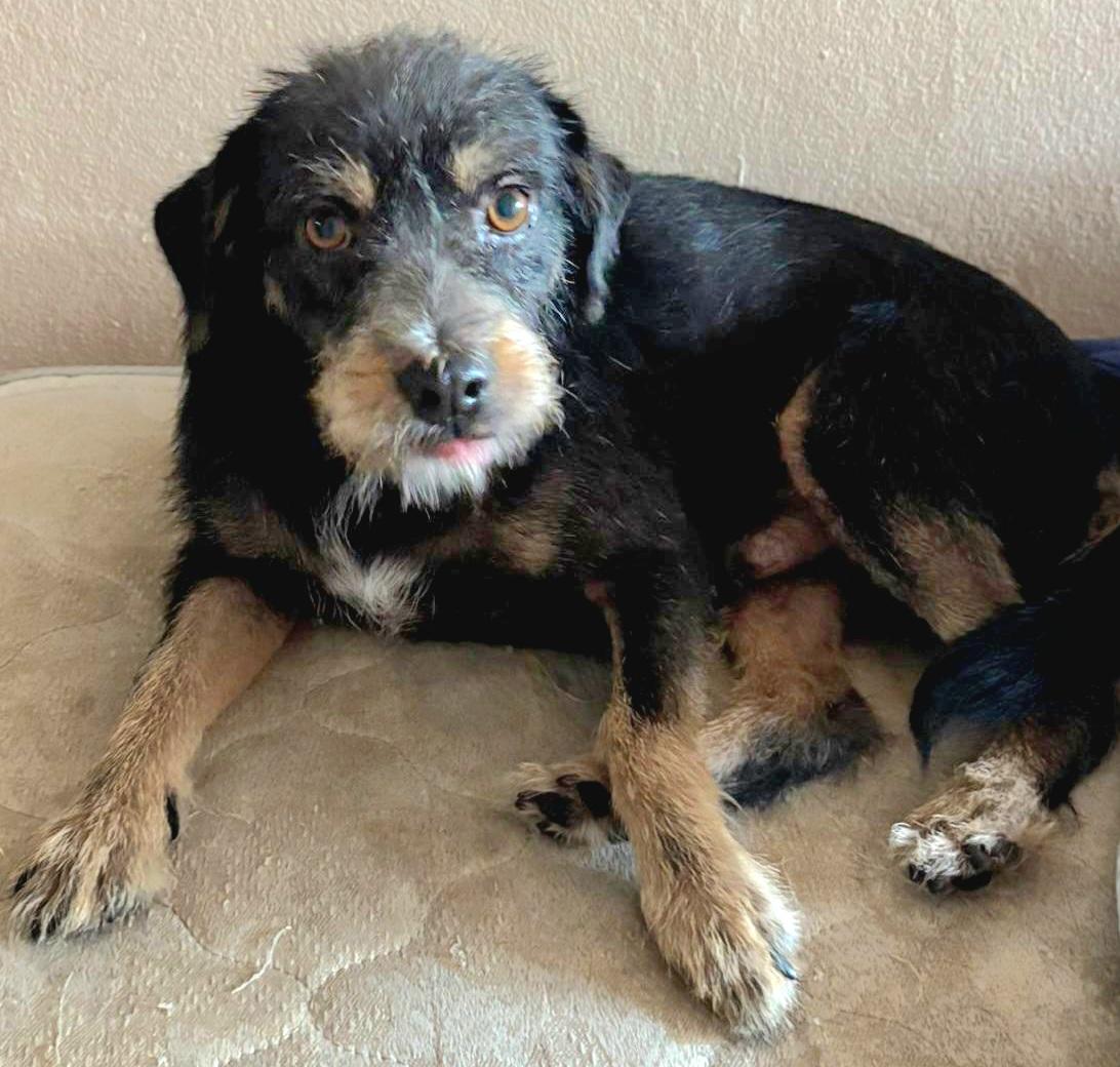 Brandy "love Is Us." thumbnail 3