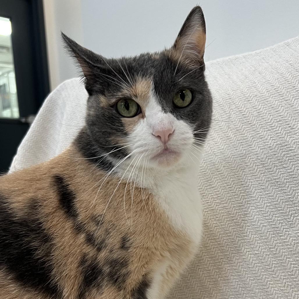 Wynonna, Adoptable, Senior Female Domestic Short Hair.