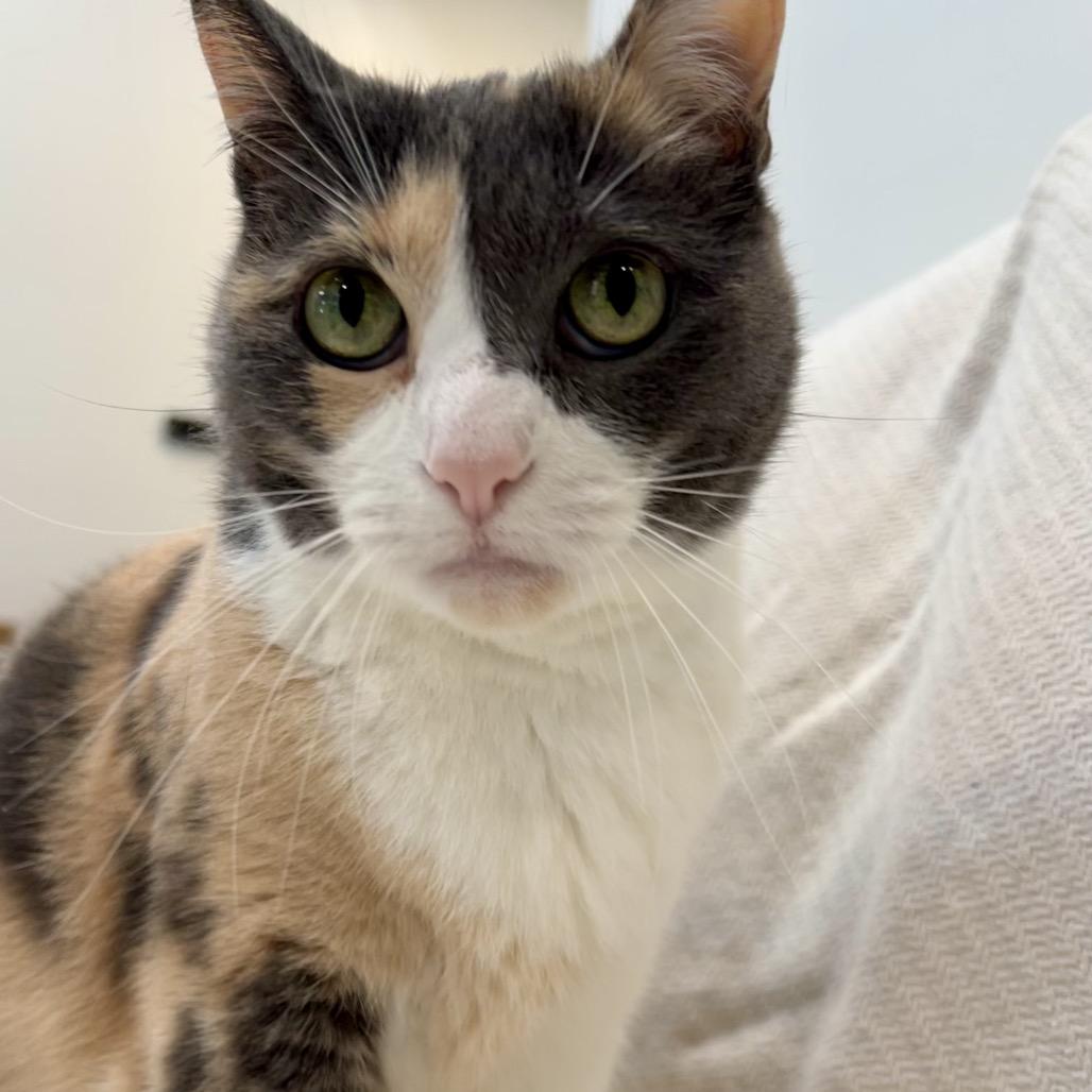 Enlarge Wynonna, a Adoptable Domestic Short Hair in Chicago, IL image 2/5