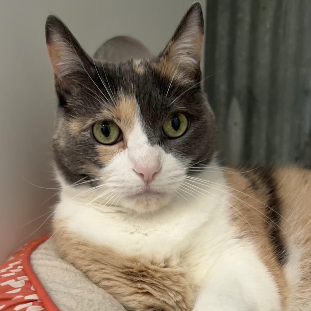Enlarge Wynonna, a Adoptable Domestic Short Hair in Chicago, IL image 3/5