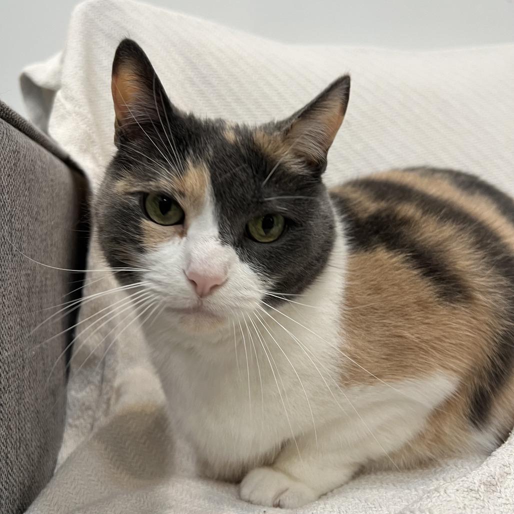 Enlarge Wynonna, a Adoptable Domestic Short Hair in Chicago, IL image 4/5