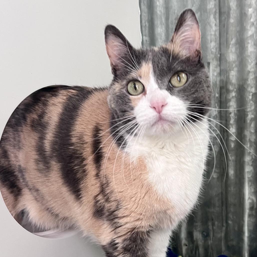 Enlarge Wynonna, a Adoptable Domestic Short Hair in Chicago, IL image 1/2