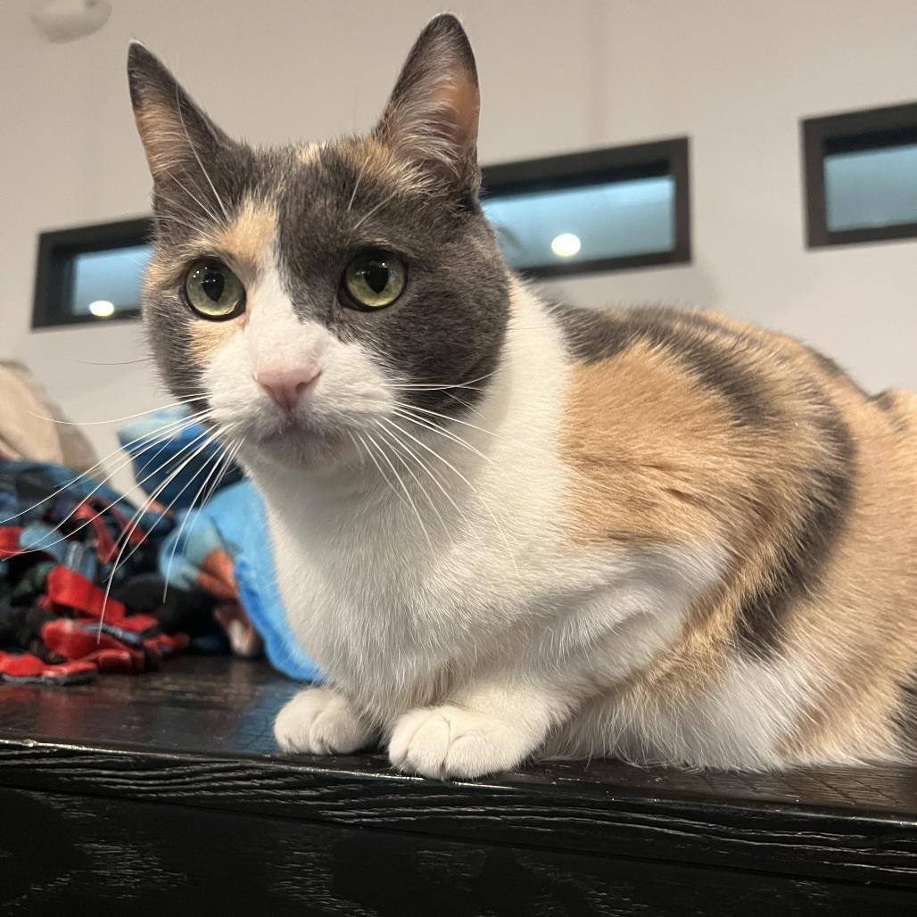 Wynonna, a Adoptable Domestic Short Hair in Chicago, IL image 2/3