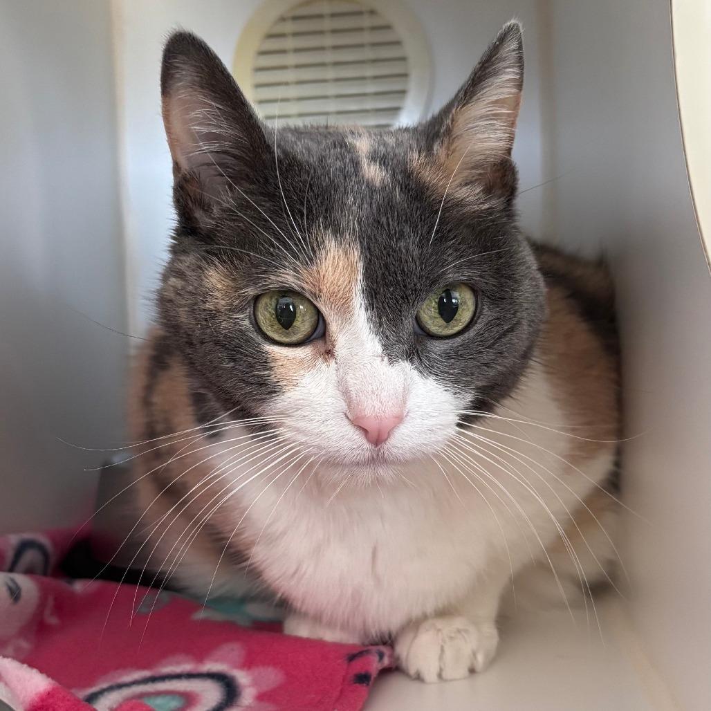 Enlarge Wynonna, a Adoptable Domestic Short Hair in Chicago, IL image 2/2