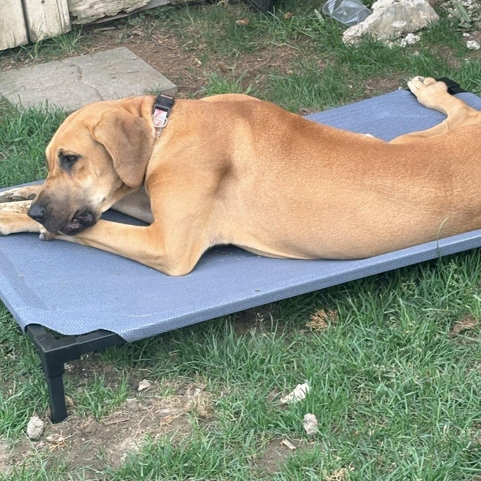 Brookie - Home to Home, Adoptable, Young Female Great Dane.
