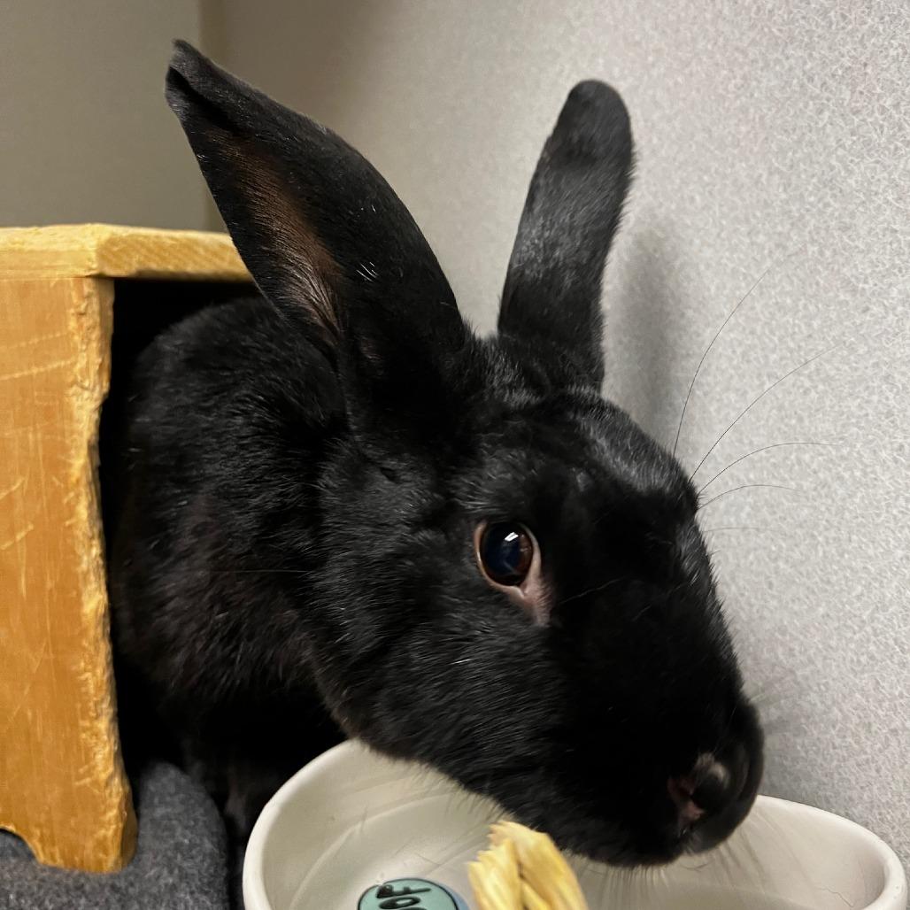 Rosalyn, a Adoptable American in Pittsburgh, PA image 2/3