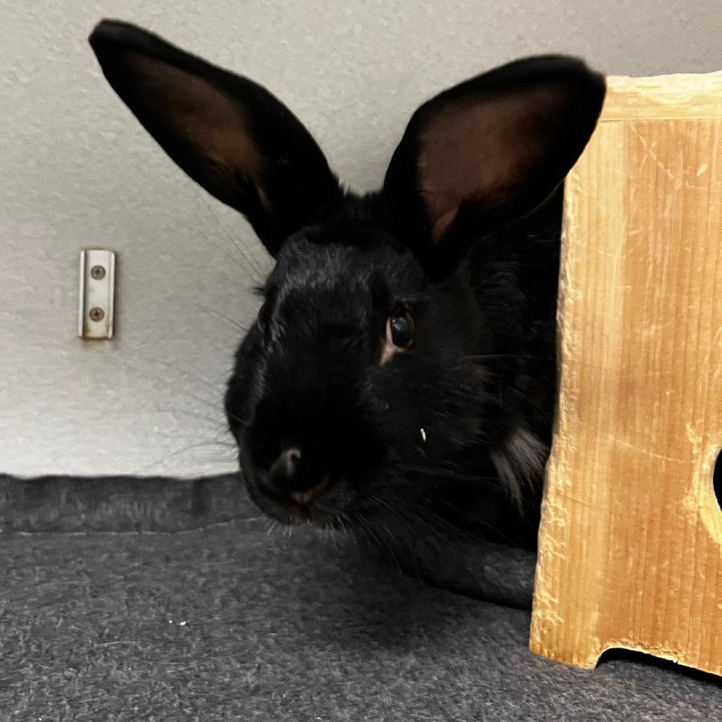 Rosalyn, a Adoptable American in Pittsburgh, PA image 3/3