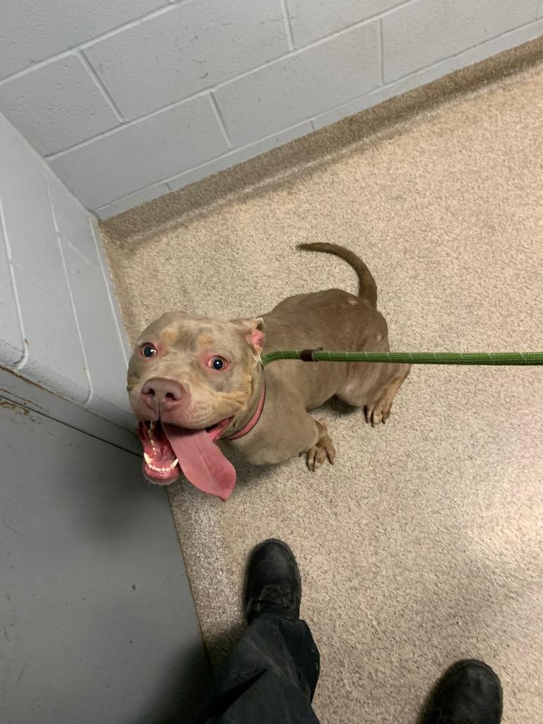 Enlarge Hillary, a Adoptable mixed breed in Troy, OH image 1/1