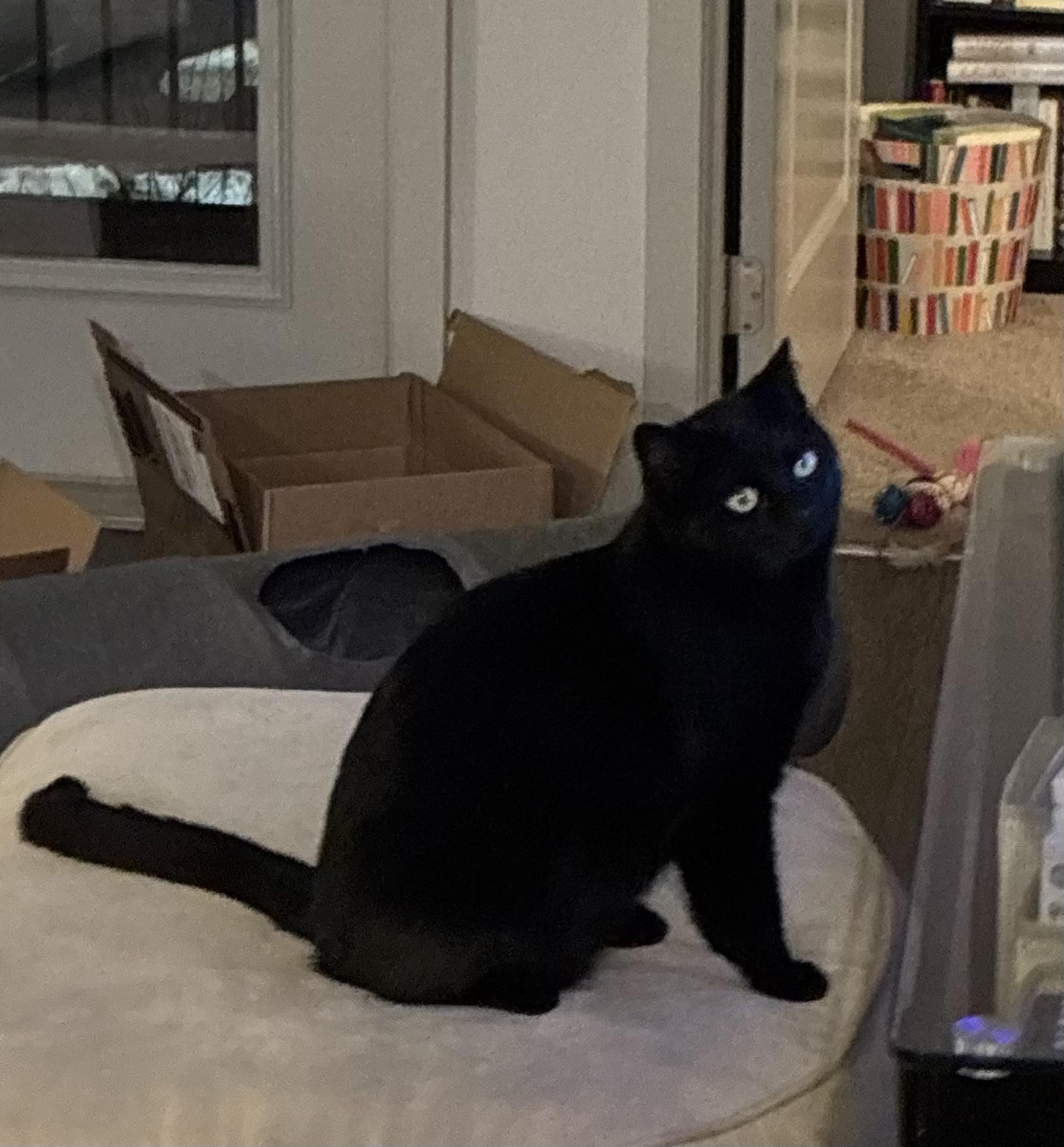 Enlarge Spooky, a ADOPTABLE American Shorthair in Greenwood, IN image 5/6