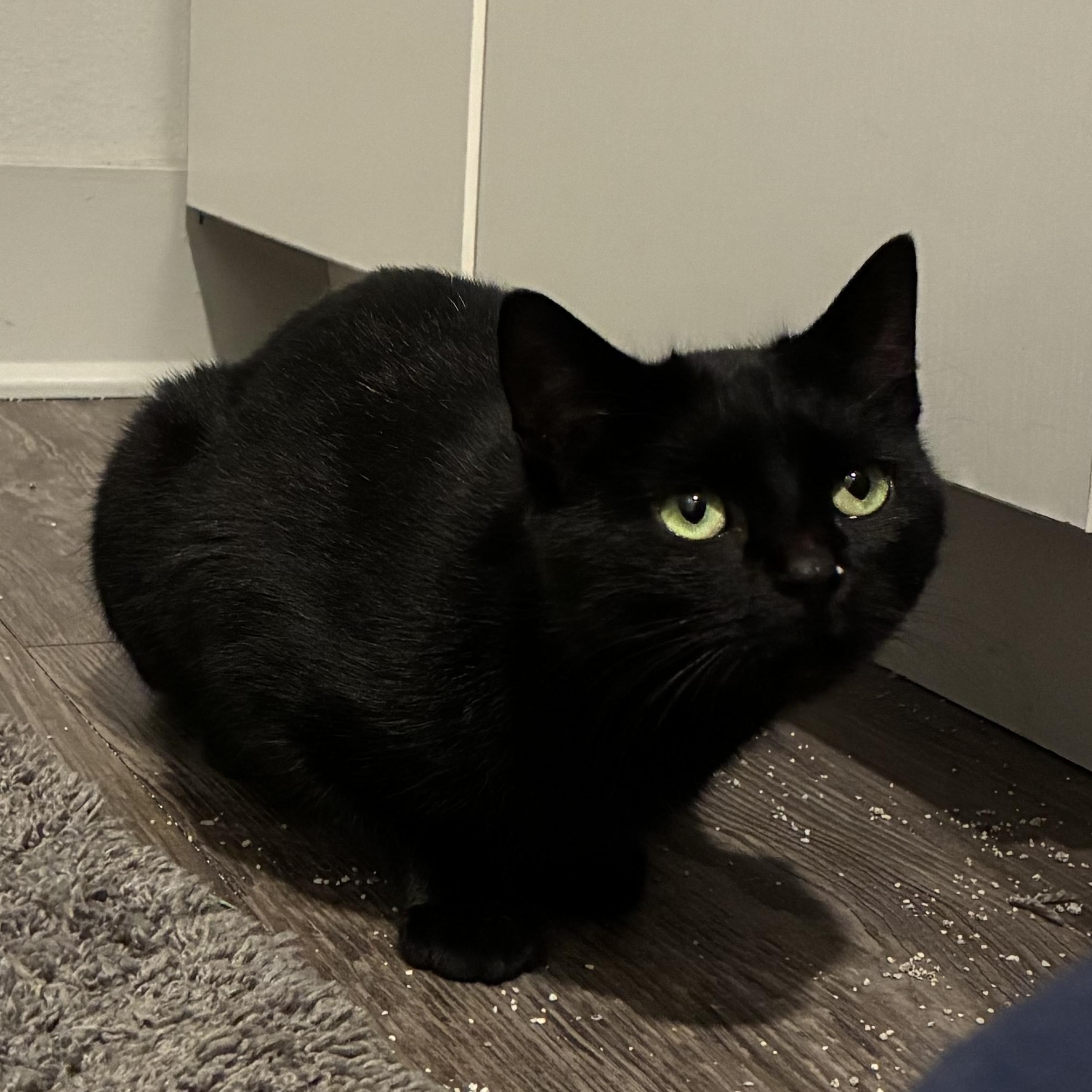 Enlarge Spooky, a ADOPTABLE American Shorthair in Greenwood, IN image 3/6