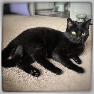 Spooky, ADOPTABLE, Young Female American Shorthair.