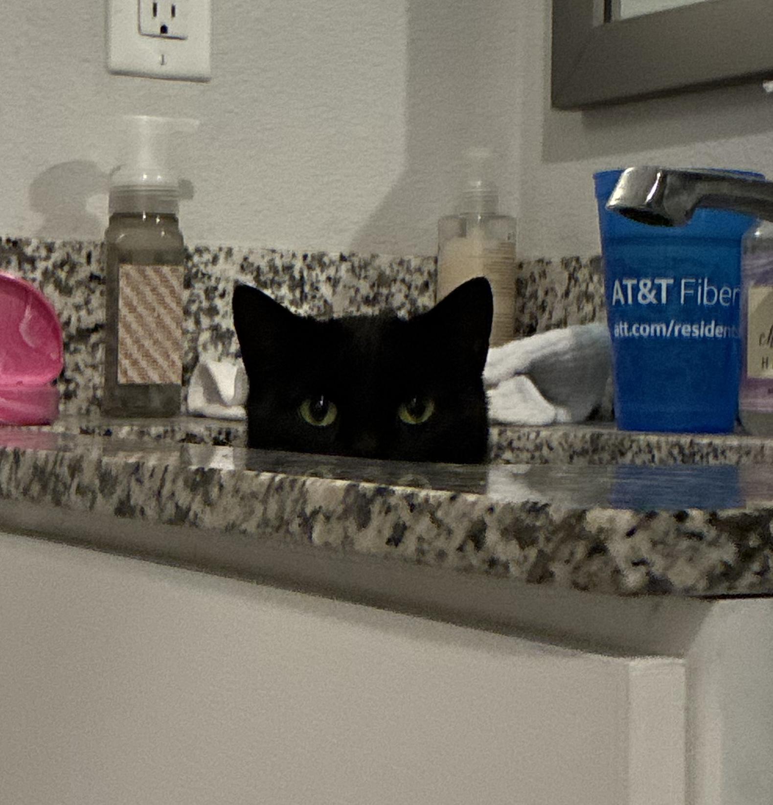 Enlarge Spooky, a ADOPTABLE American Shorthair in Greenwood, IN image 4/6