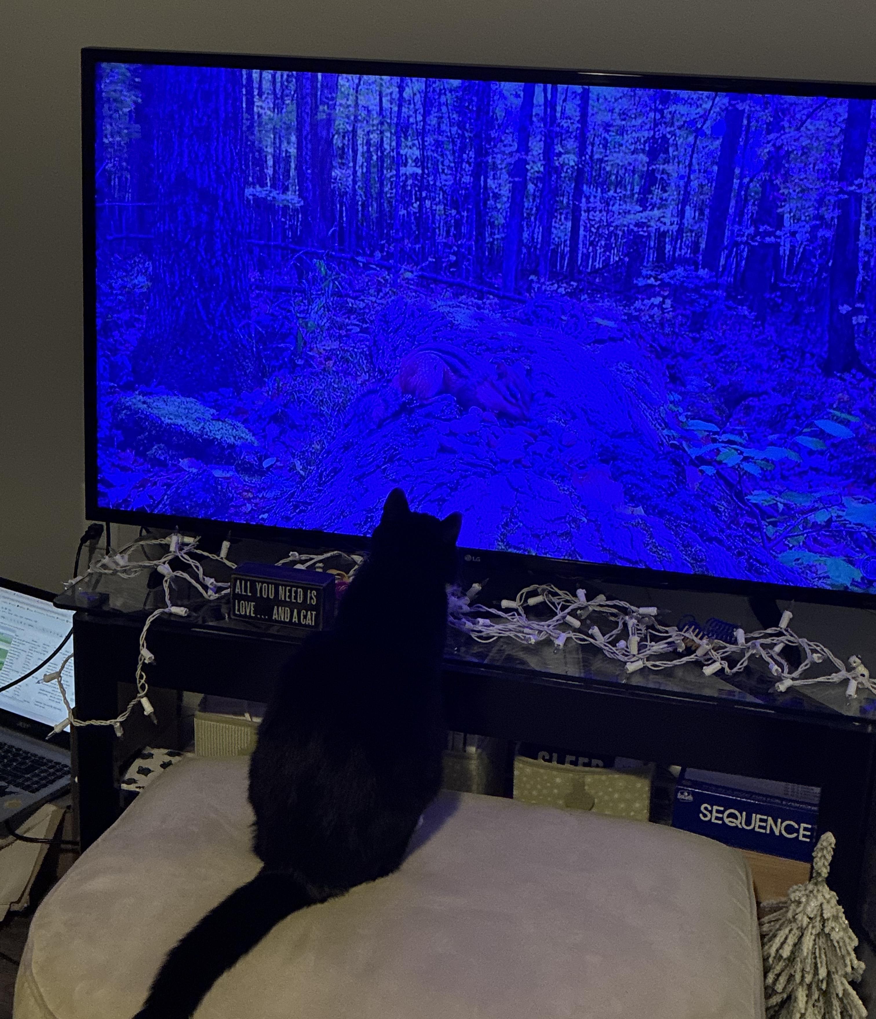 Enlarge Spooky, a ADOPTABLE American Shorthair in Greenwood, IN image 6/6