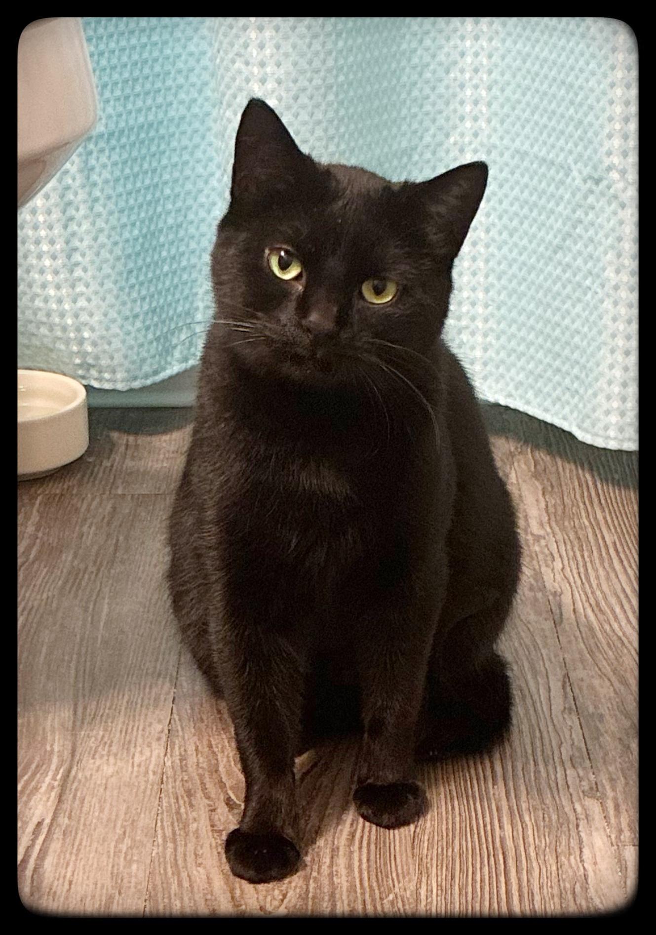 Enlarge Spooky, a ADOPTABLE American Shorthair in Greenwood, IN image 2/6