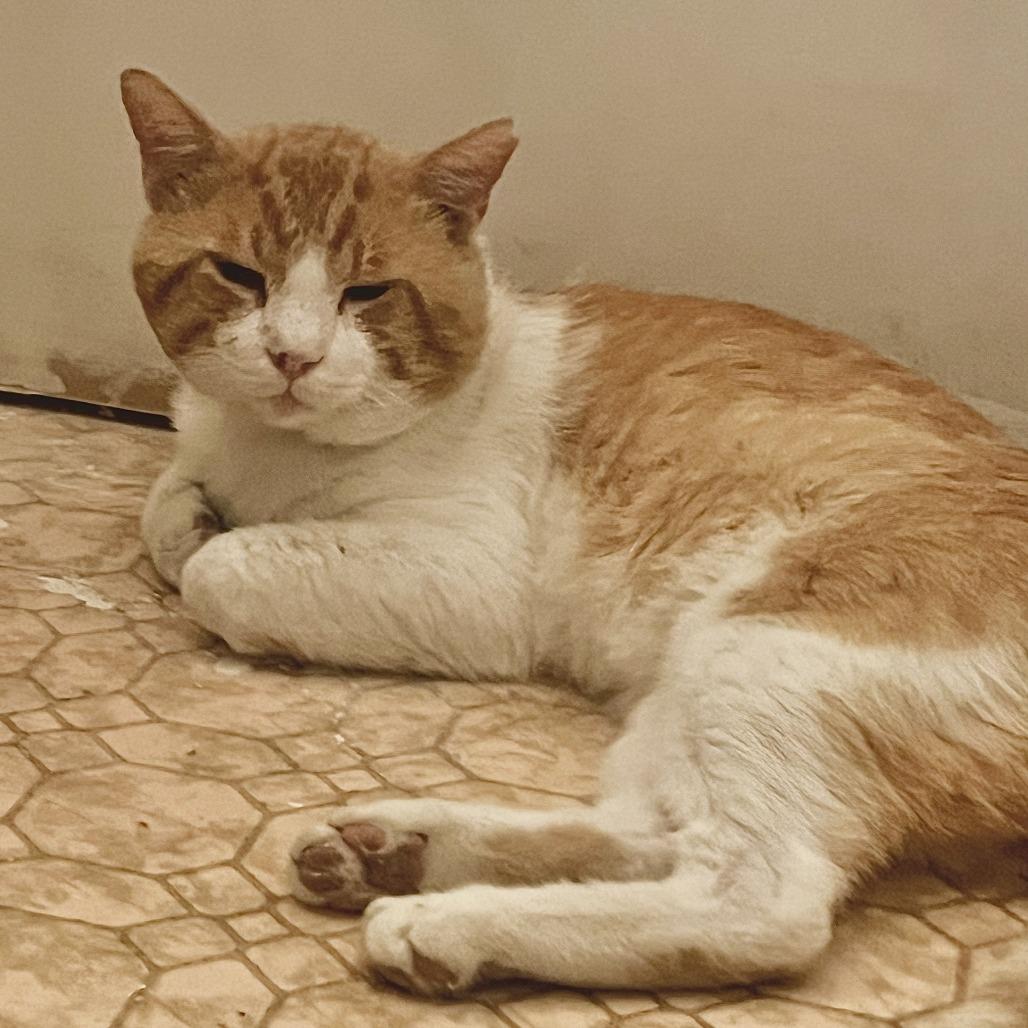 Big Boy, Adoptable, Adult Male Domestic Short Hair.