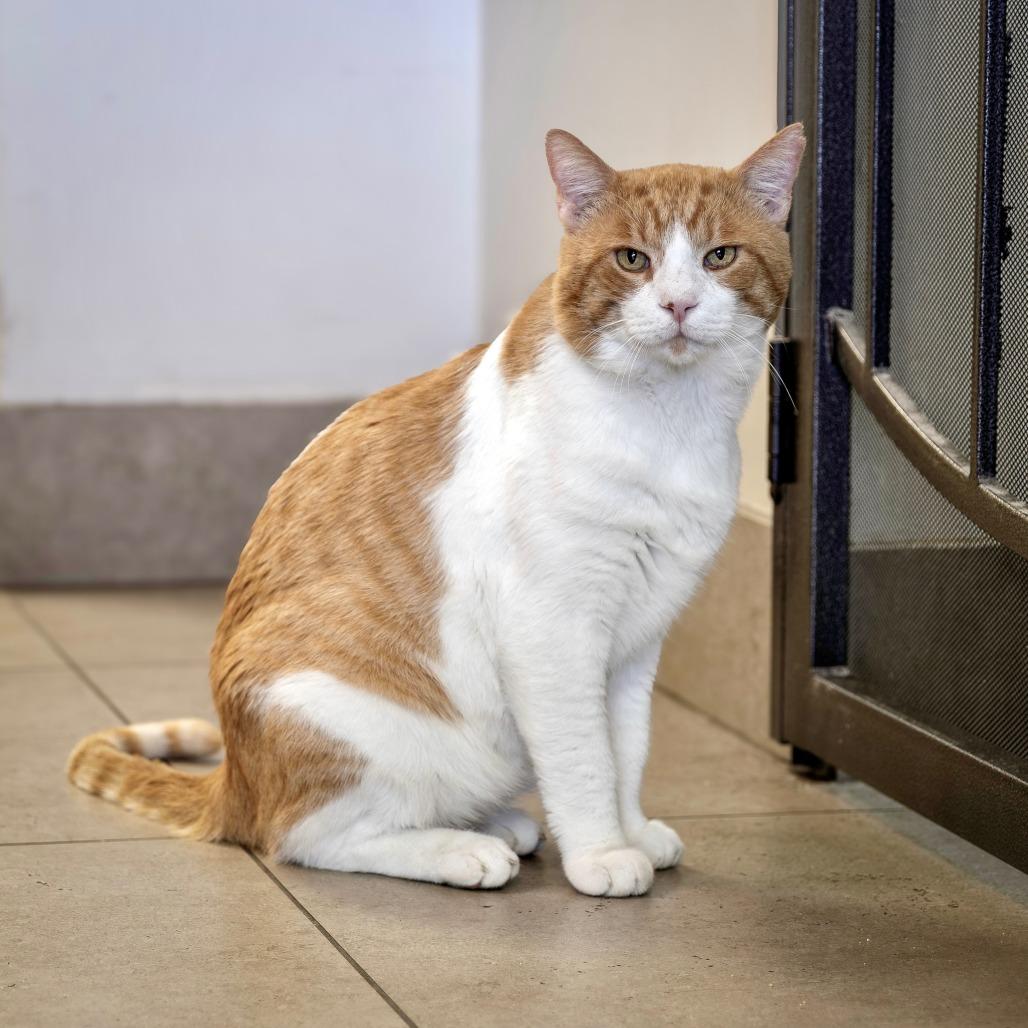 Enlarge Big Boy, a Adoptable Domestic Short Hair in Las Vegas, NV image 2/2