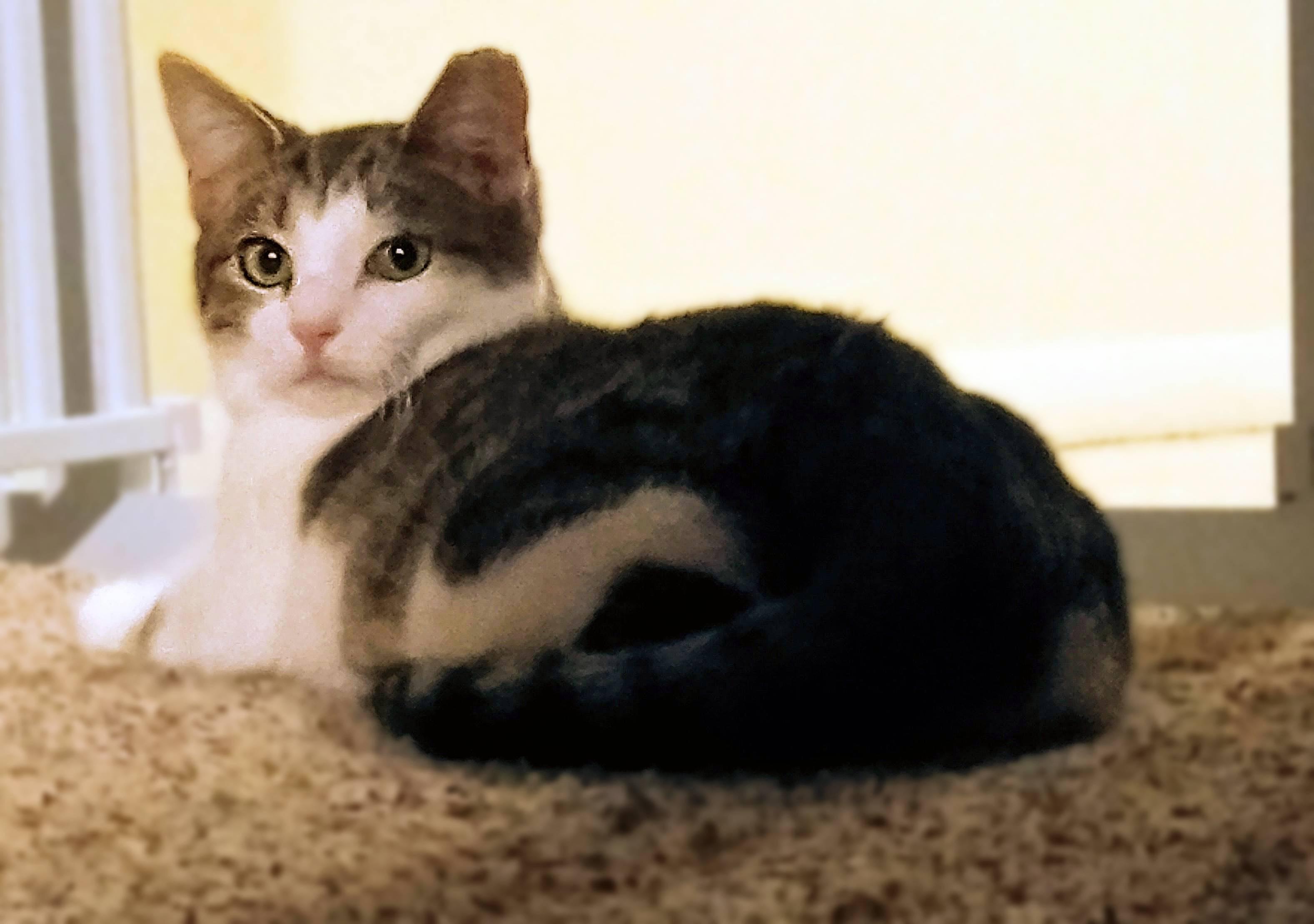 Enlarge Camellia, a Adoptable Domestic Short Hair in Lemoyne, PA image 3/4
