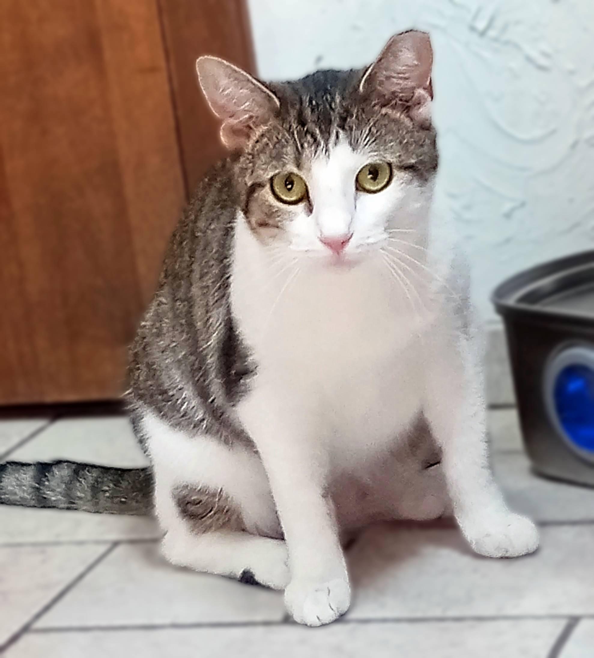 Camellia, Adoptable, Young Female Domestic Short Hair.