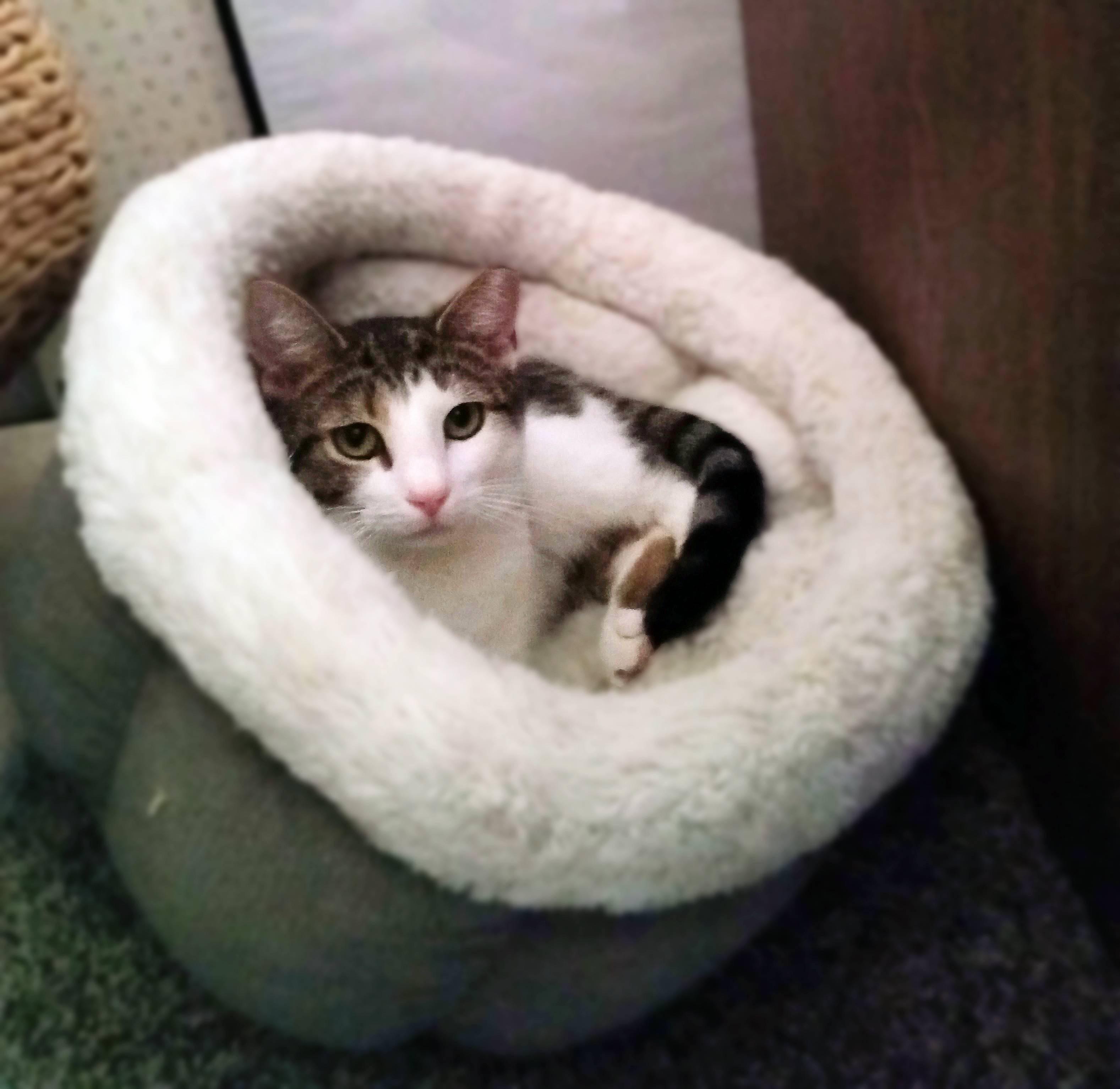 Enlarge Camellia, a Adoptable Domestic Short Hair in Lemoyne, PA image 2/4