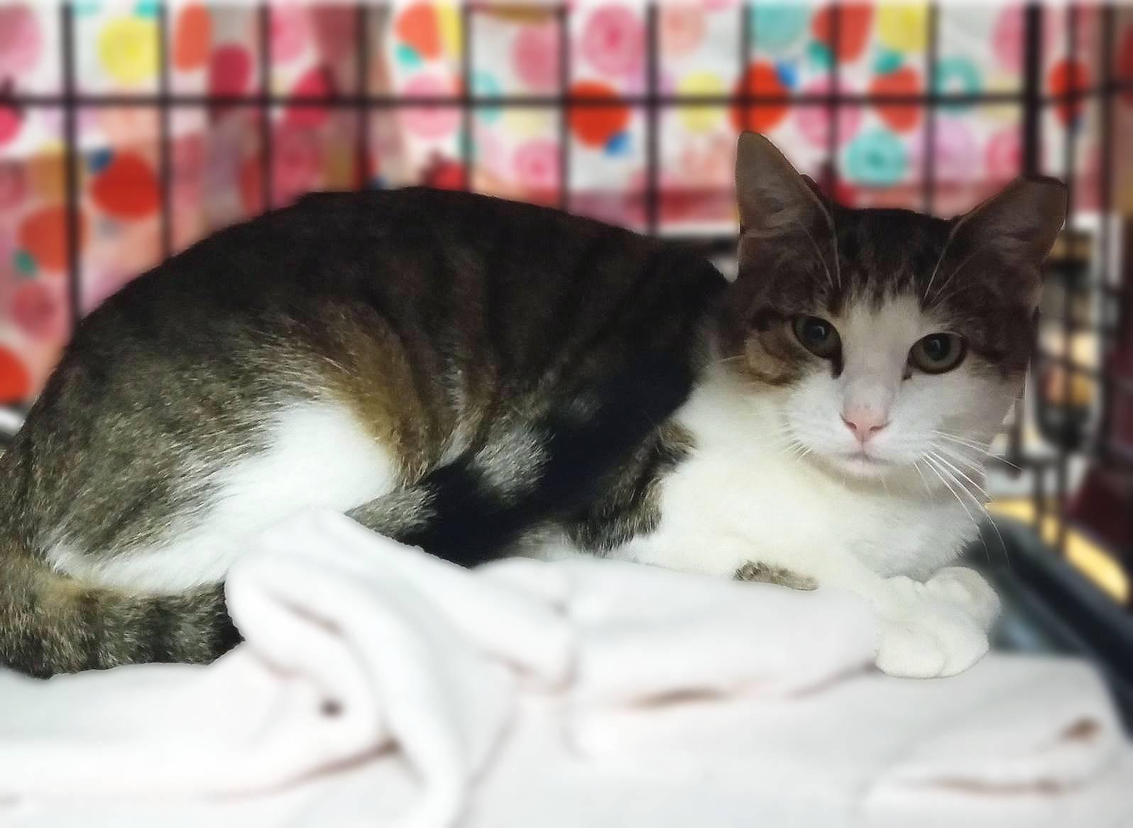 Enlarge Camellia, a Adoptable Domestic Short Hair in Lemoyne, PA image 4/4