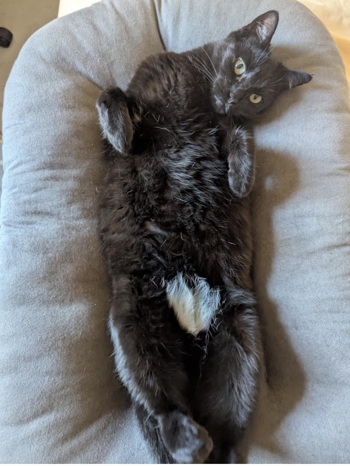 Bailey, a Adoptable Domestic Short Hair in Bronx, NY image 4/6