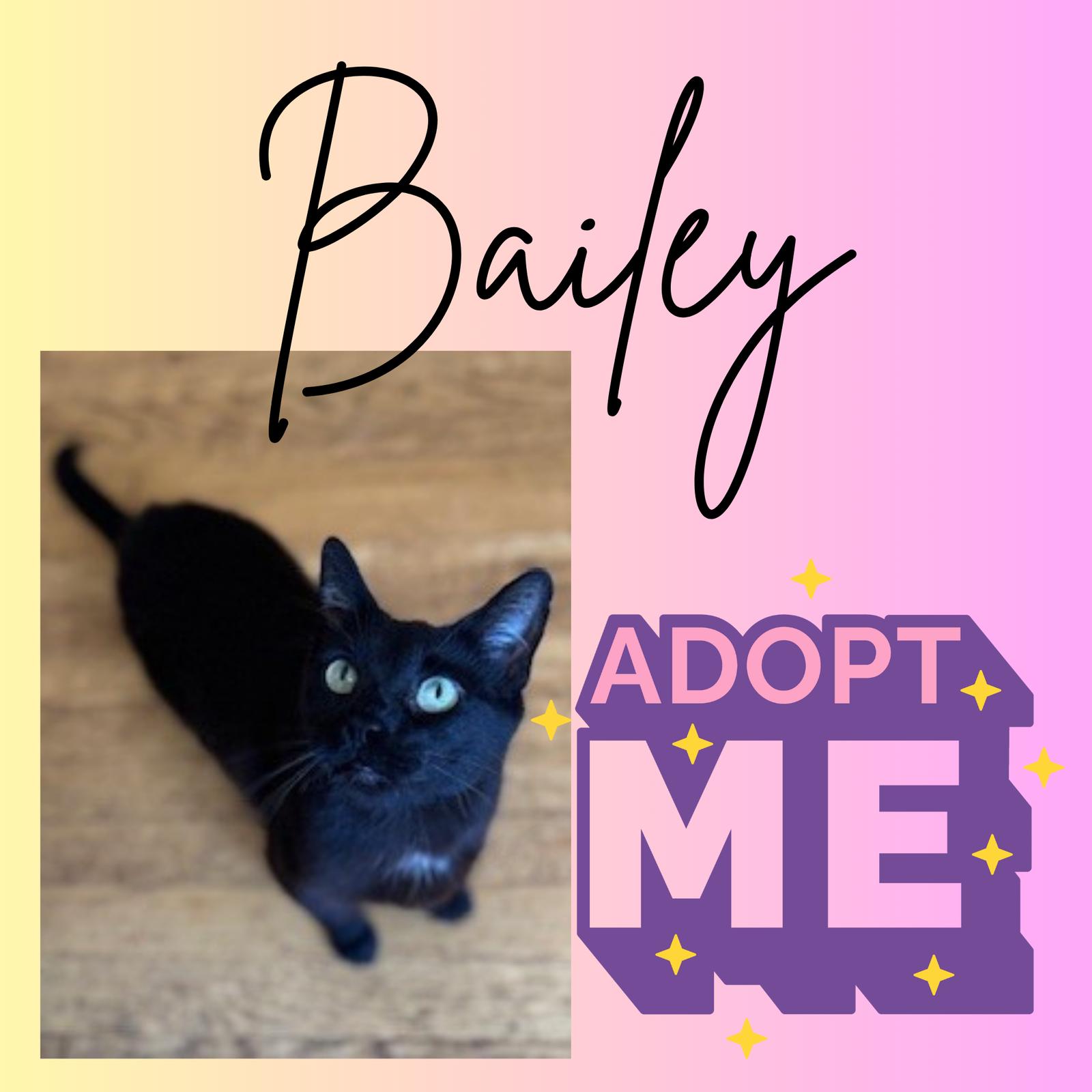 Bailey, Adoptable, Young Female Domestic Short Hair.