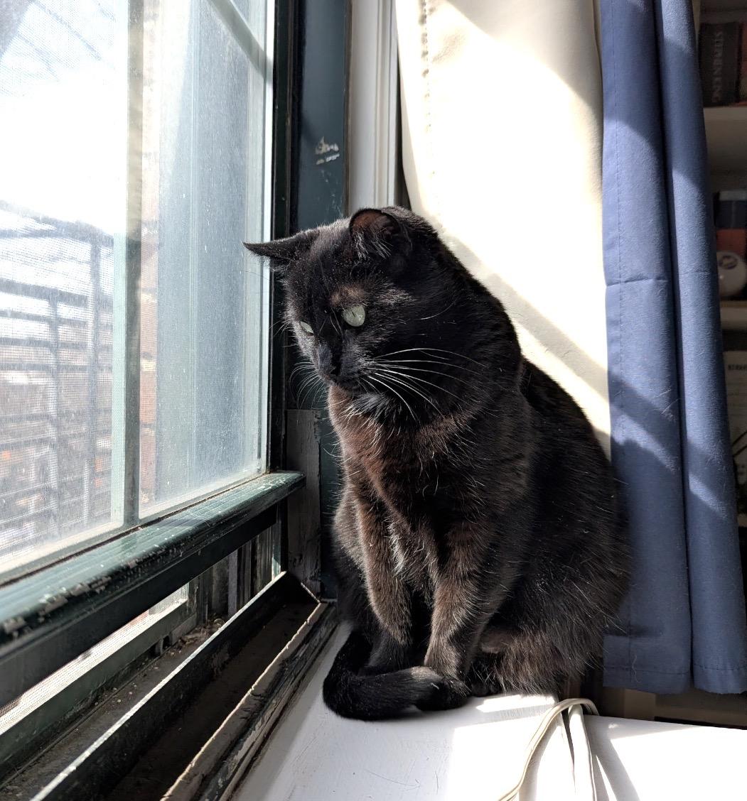 Bailey, a Adoptable Domestic Short Hair in Bronx, NY image 3/6