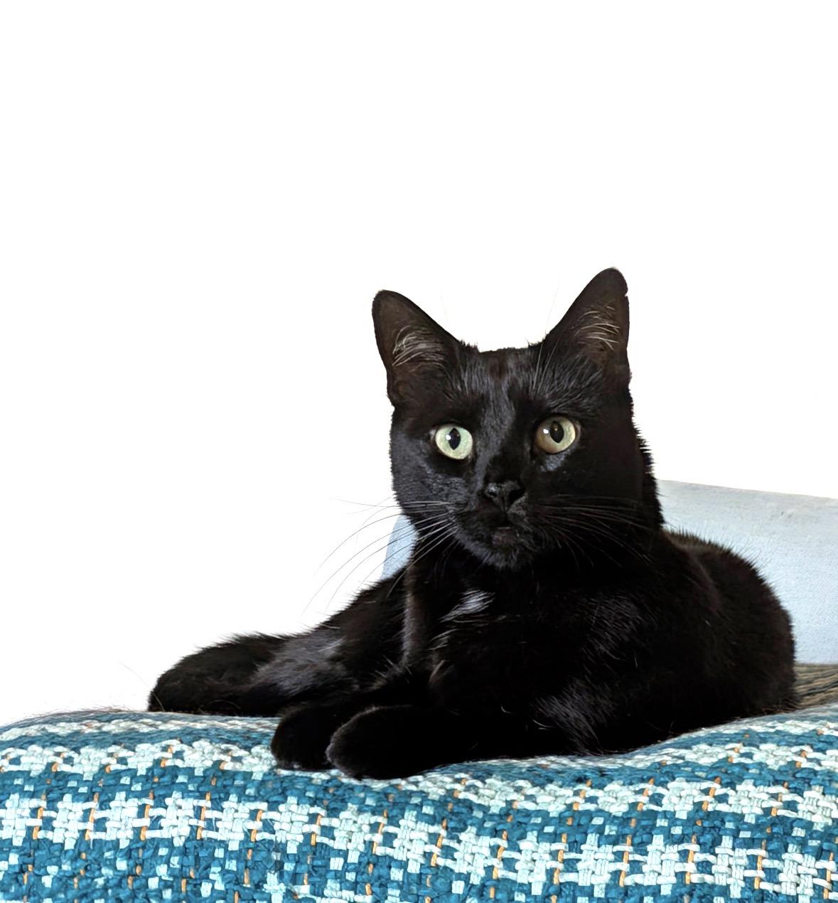Bailey, a Adoptable Domestic Short Hair in Bronx, NY image 6/6