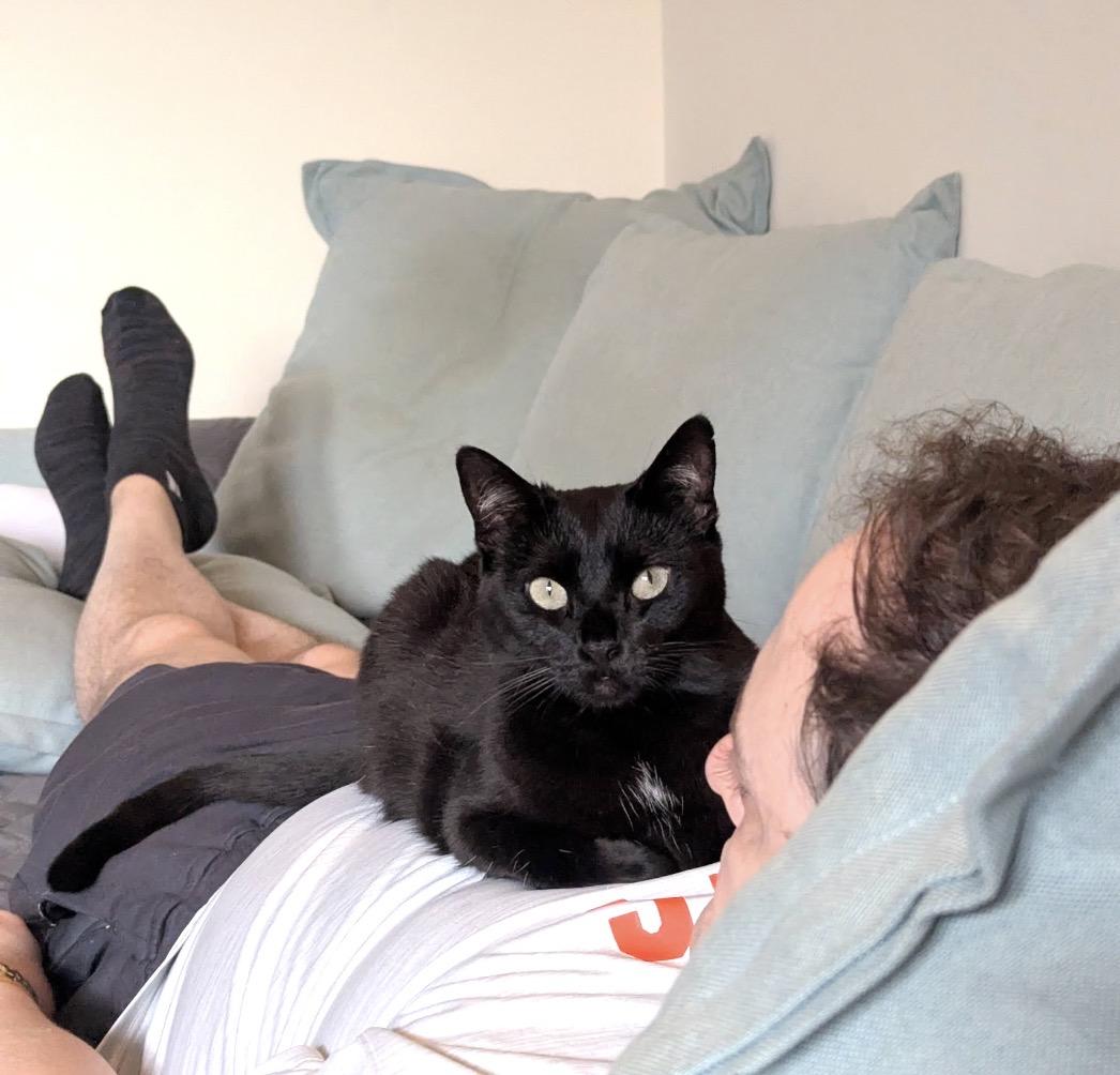 Bailey, a Adoptable Domestic Short Hair in Bronx, NY image 5/6
