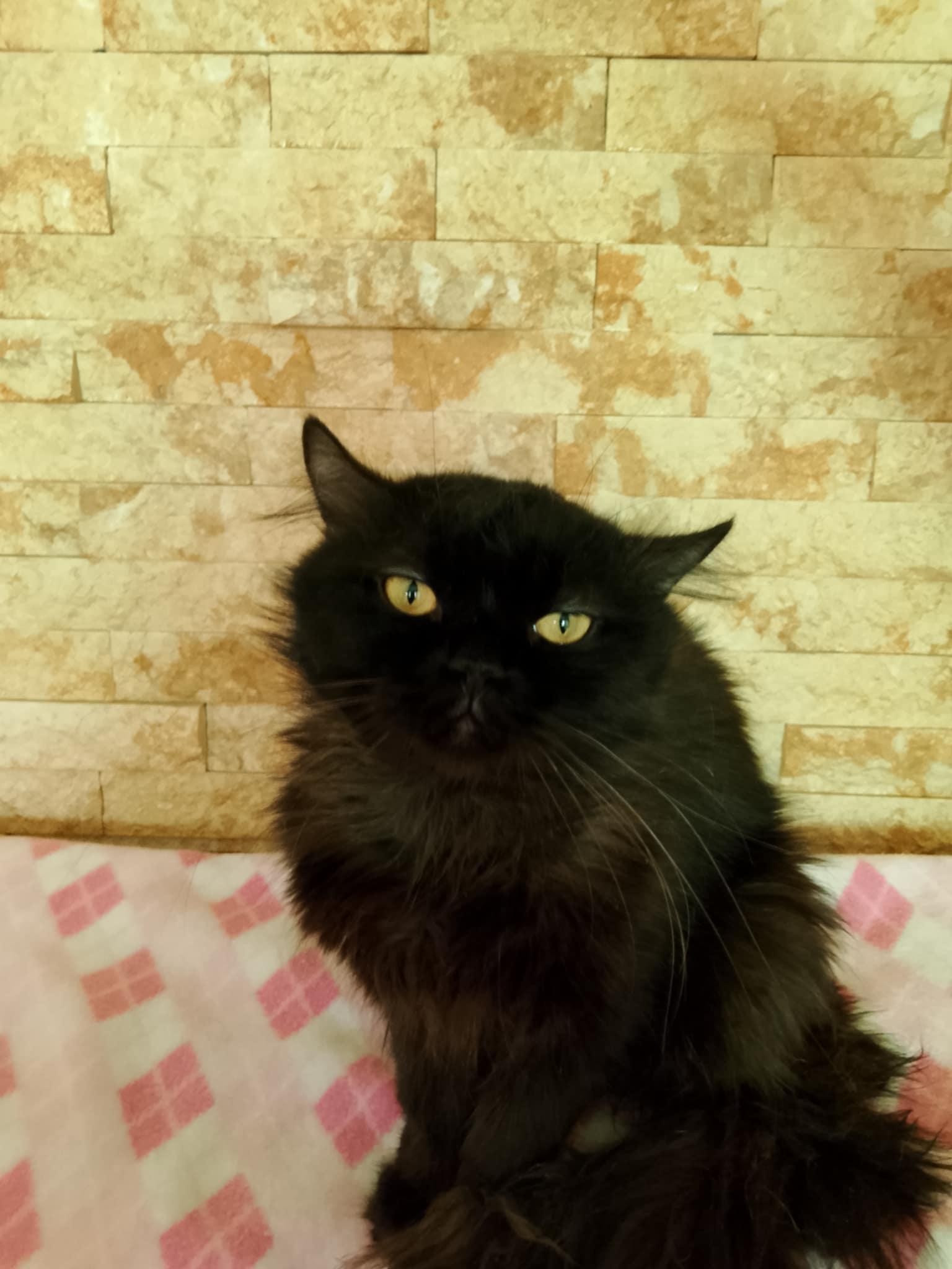 Ziggy, a Adopted Persian in Mississauga, ON image 1/6